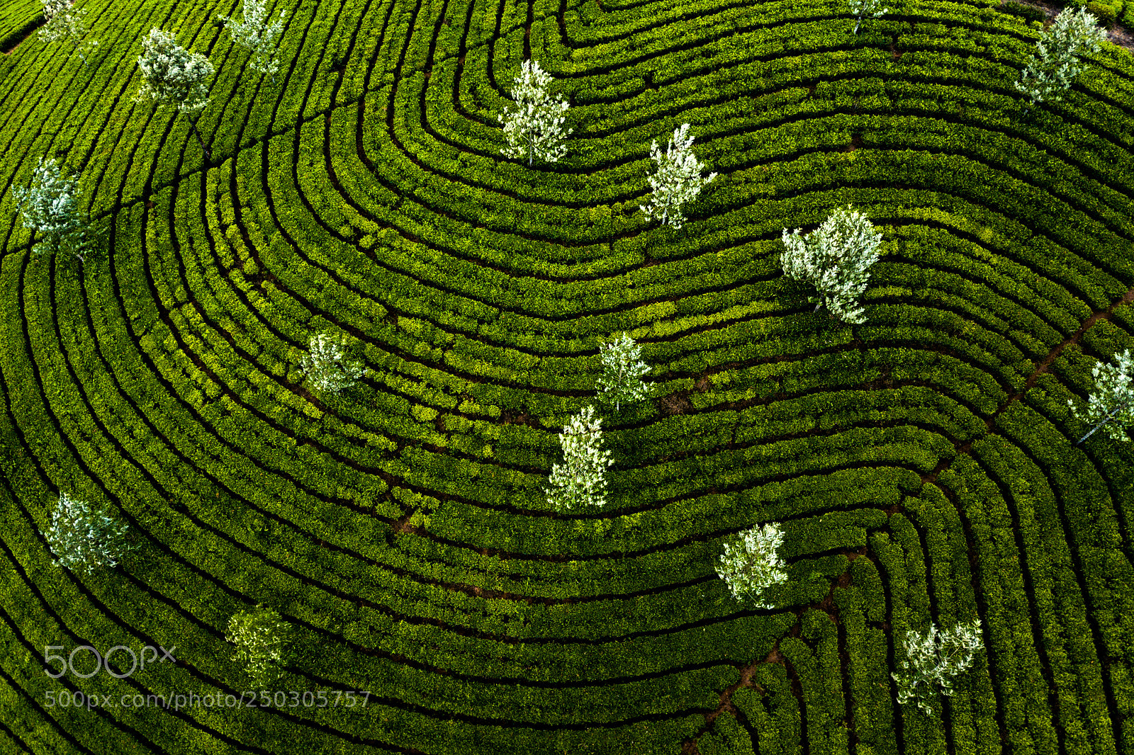 DJI FC220 sample photo. Tea plantation in munnar photography