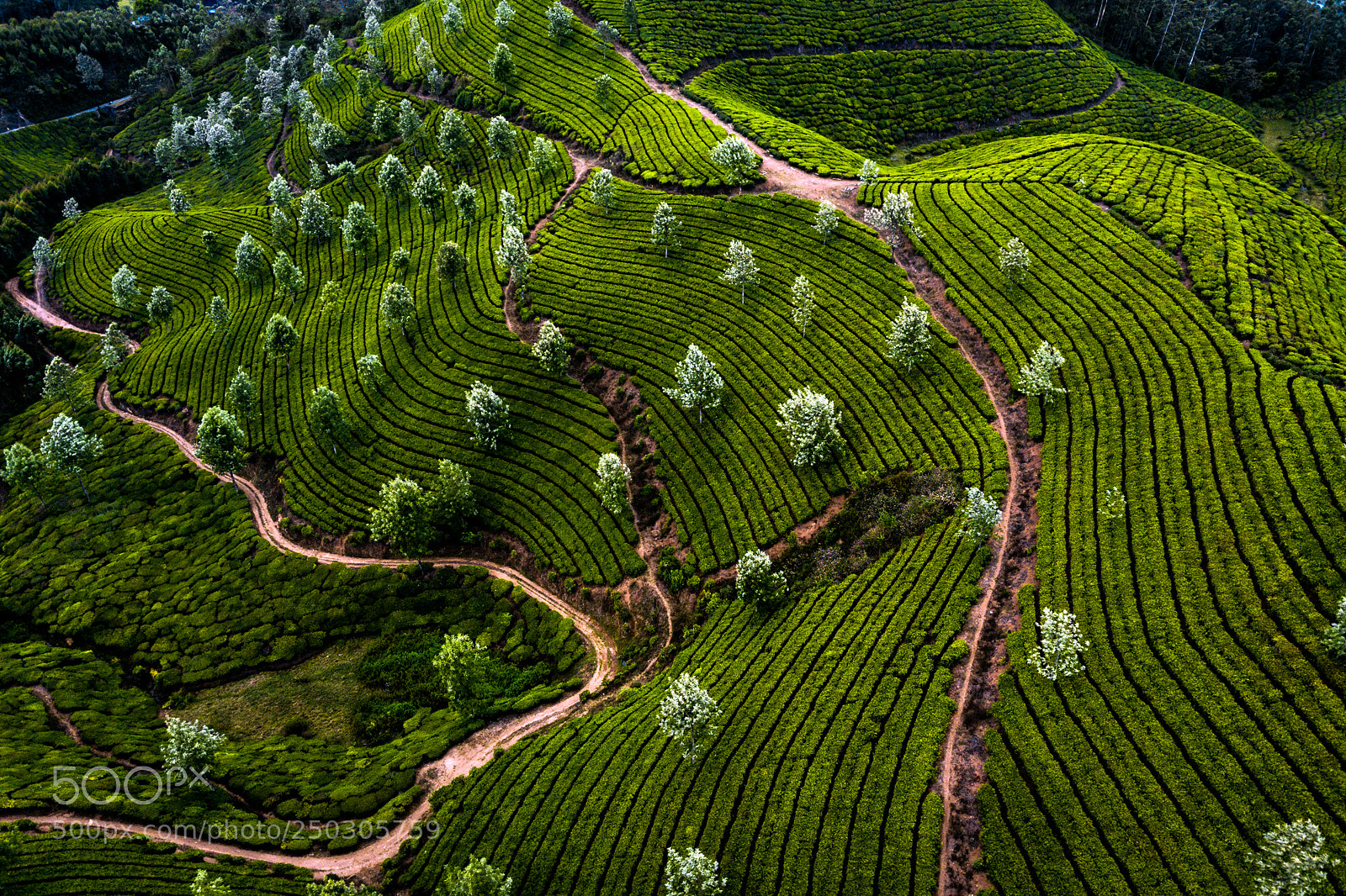 DJI FC220 sample photo. Tea plantation in munnar photography