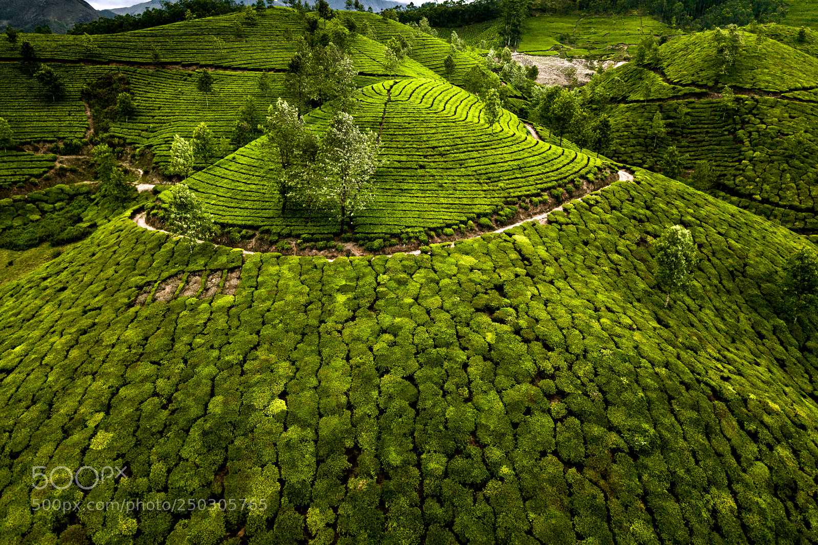 DJI FC220 sample photo. Tea plantation in munnar photography