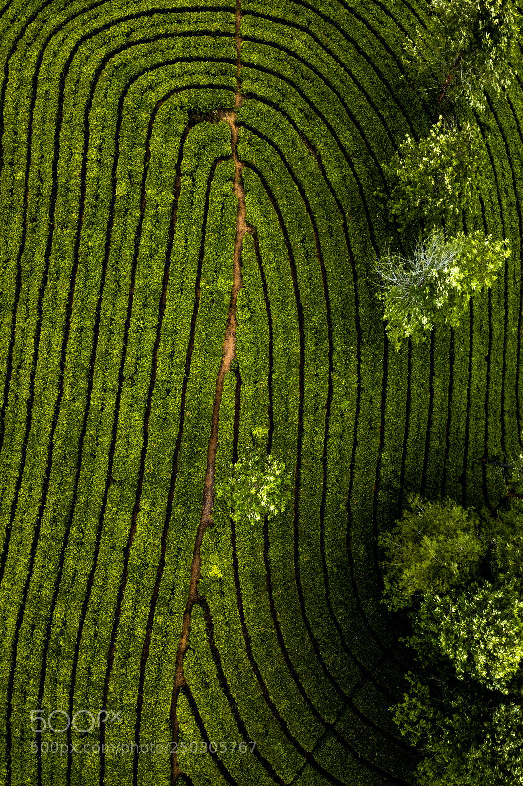 DJI FC220 sample photo. Tea plantation in munnar photography