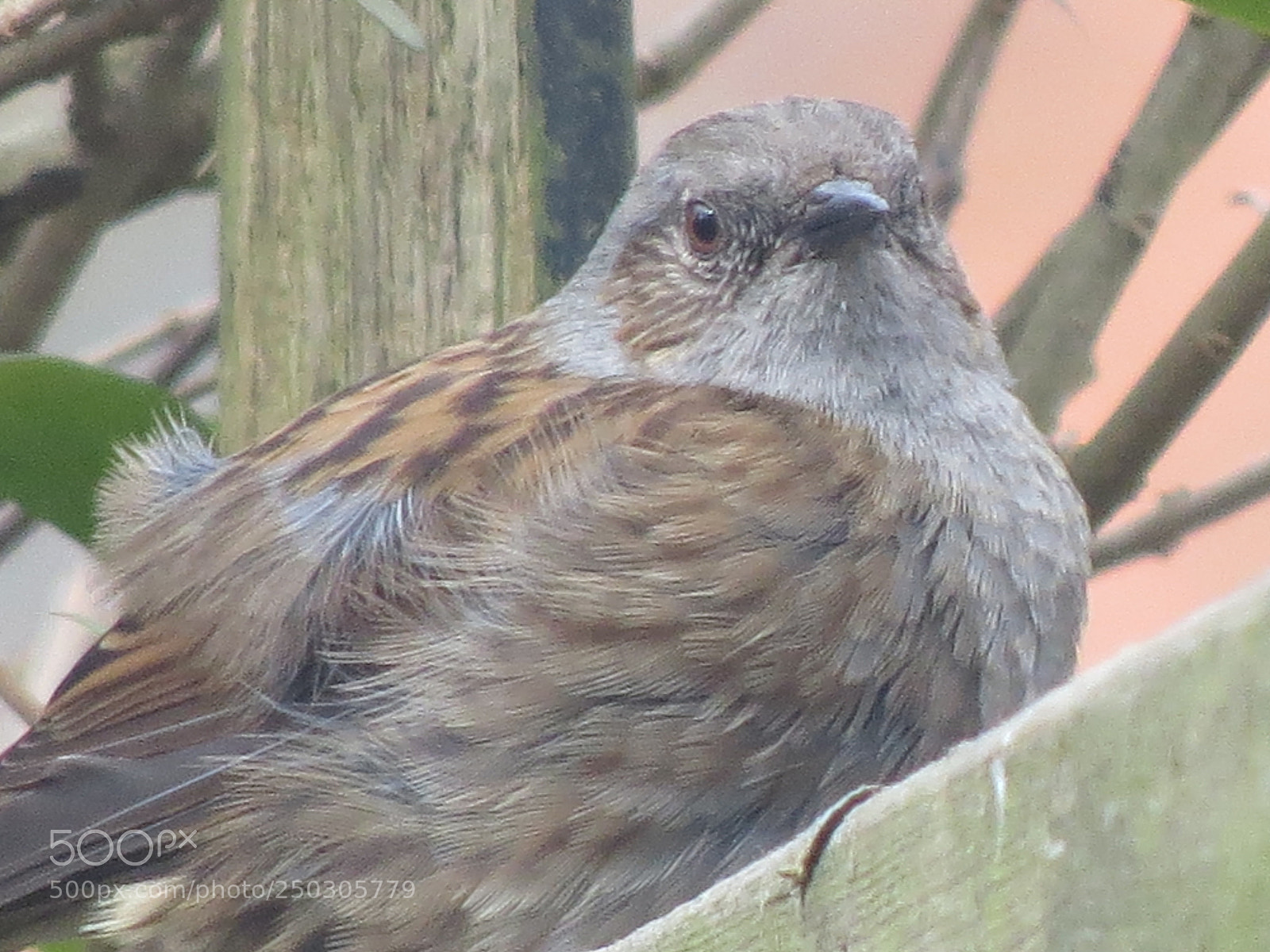 Canon PowerShot SX50 HS sample photo. Enjoy the sun photography