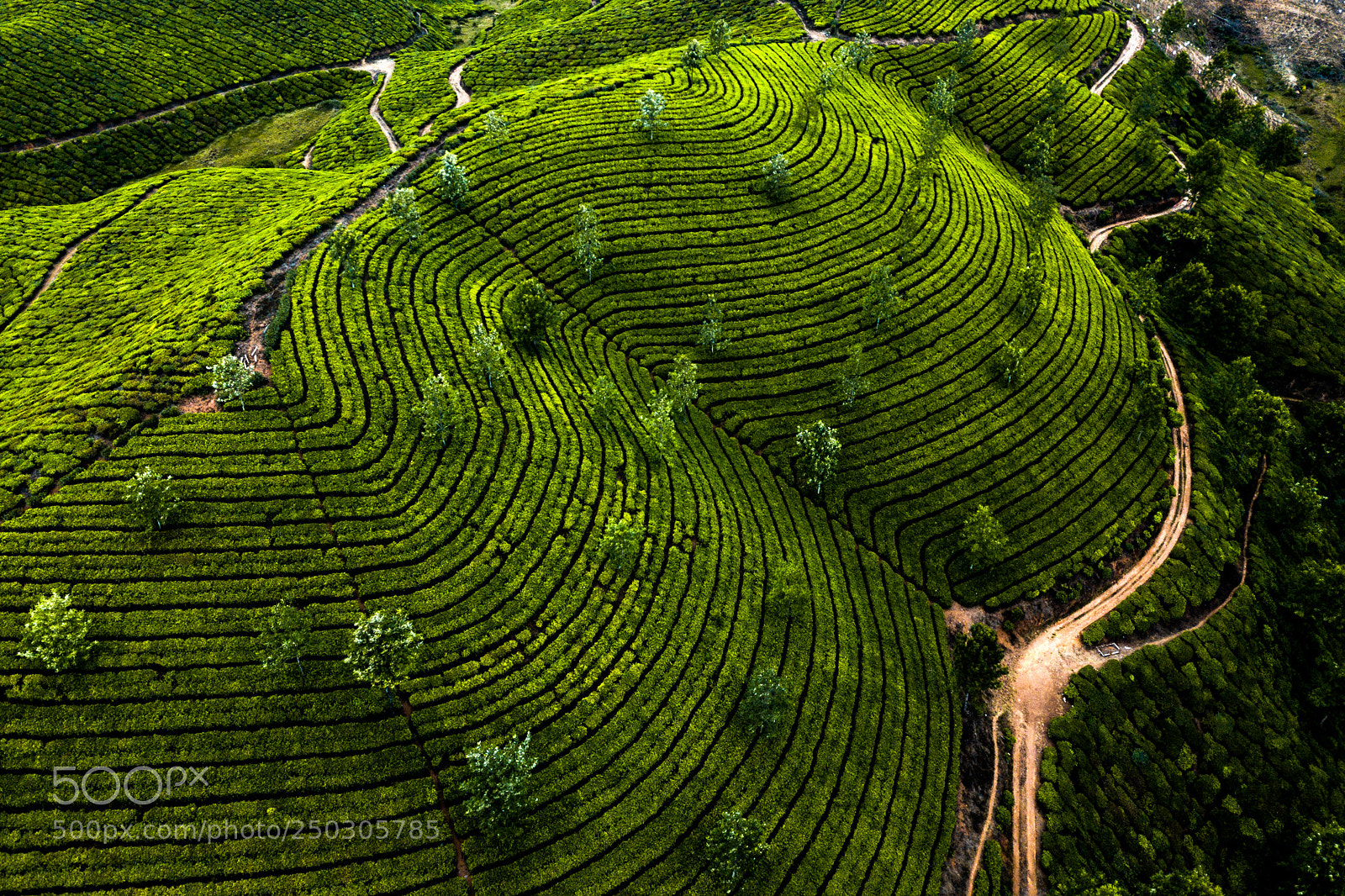 DJI FC220 sample photo. Tea plantation in munnar photography
