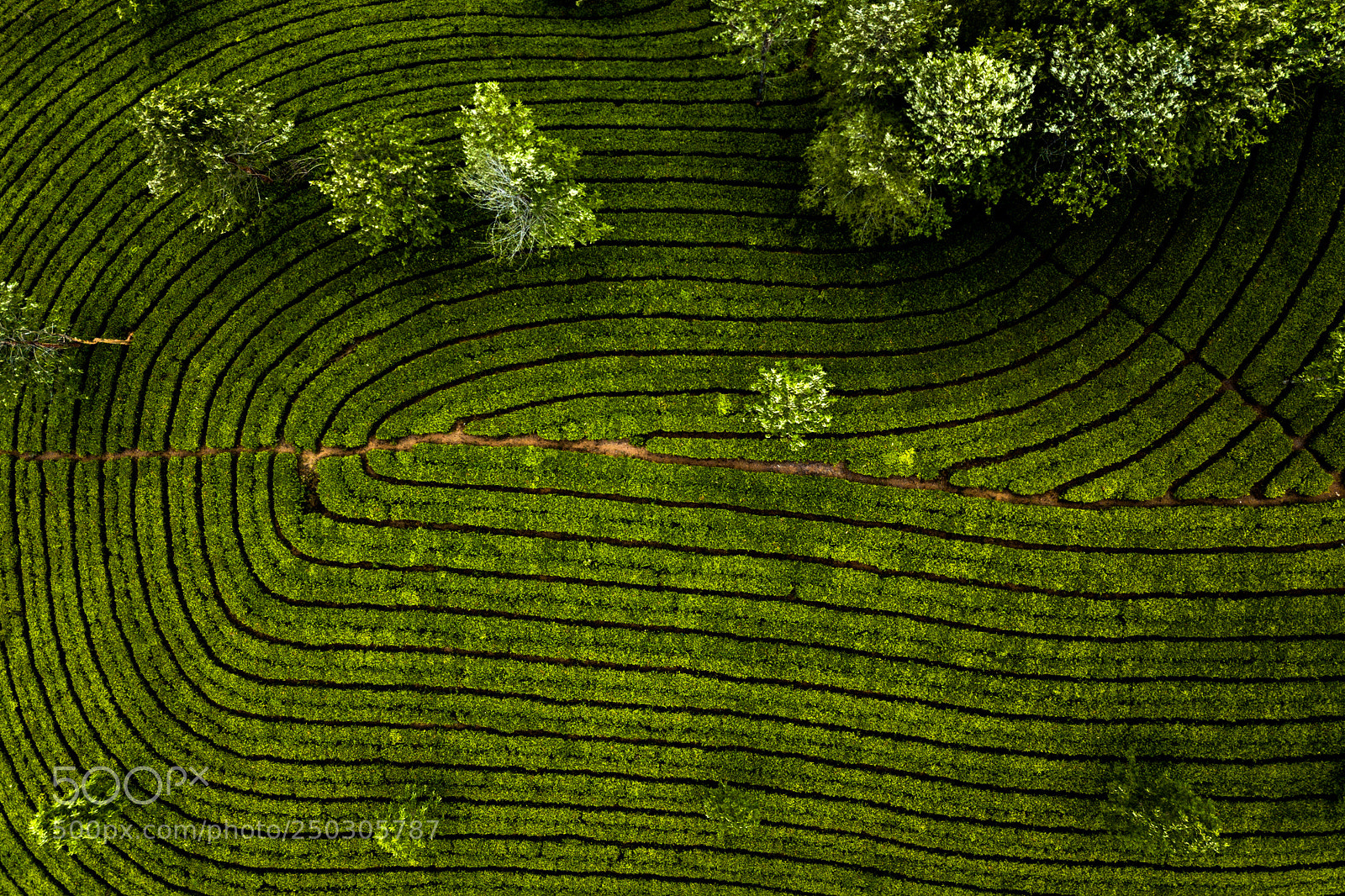 DJI FC220 sample photo. Tea plantation in munnar photography