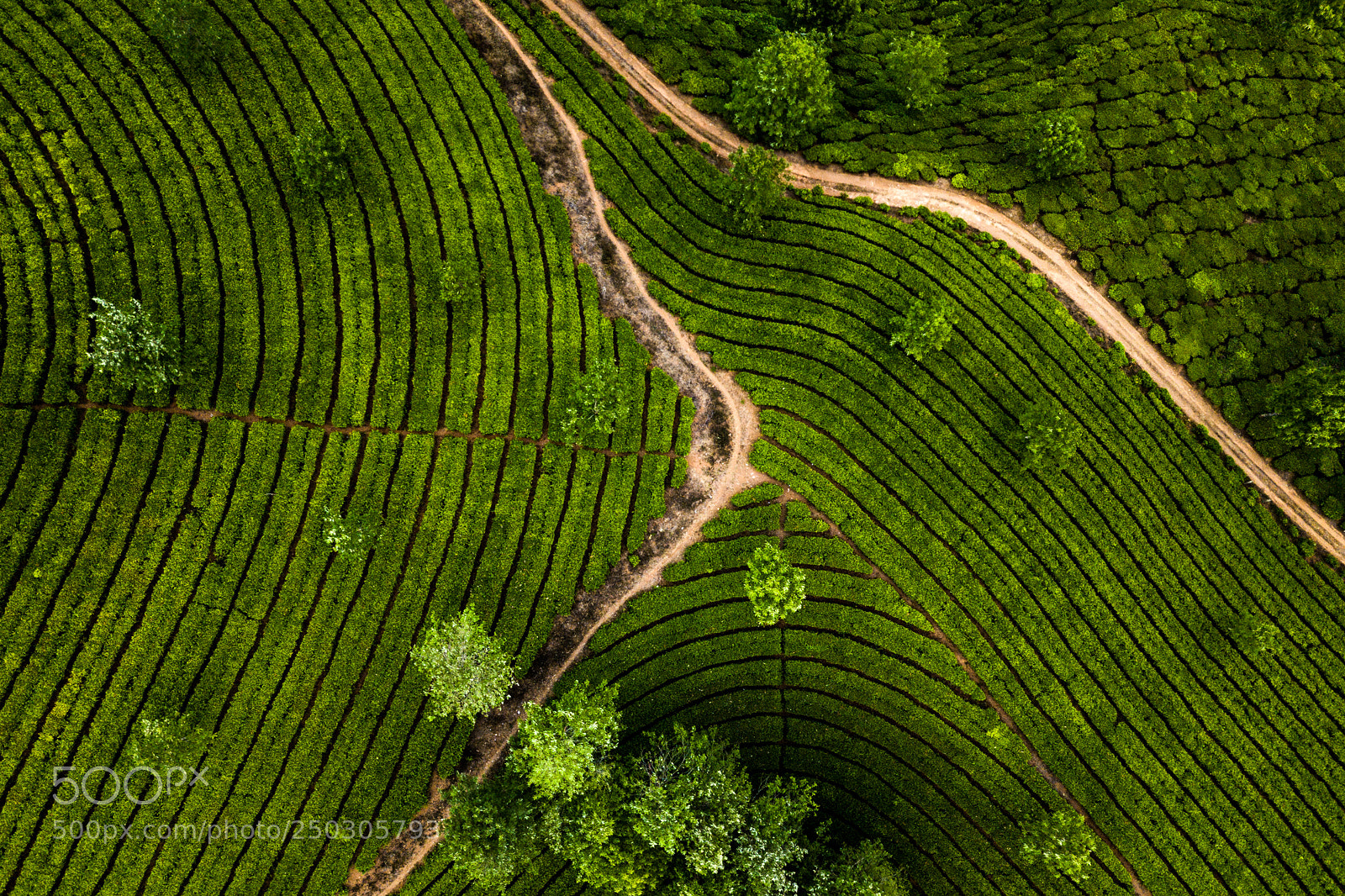 DJI FC220 sample photo. Tea plantation in munnar photography