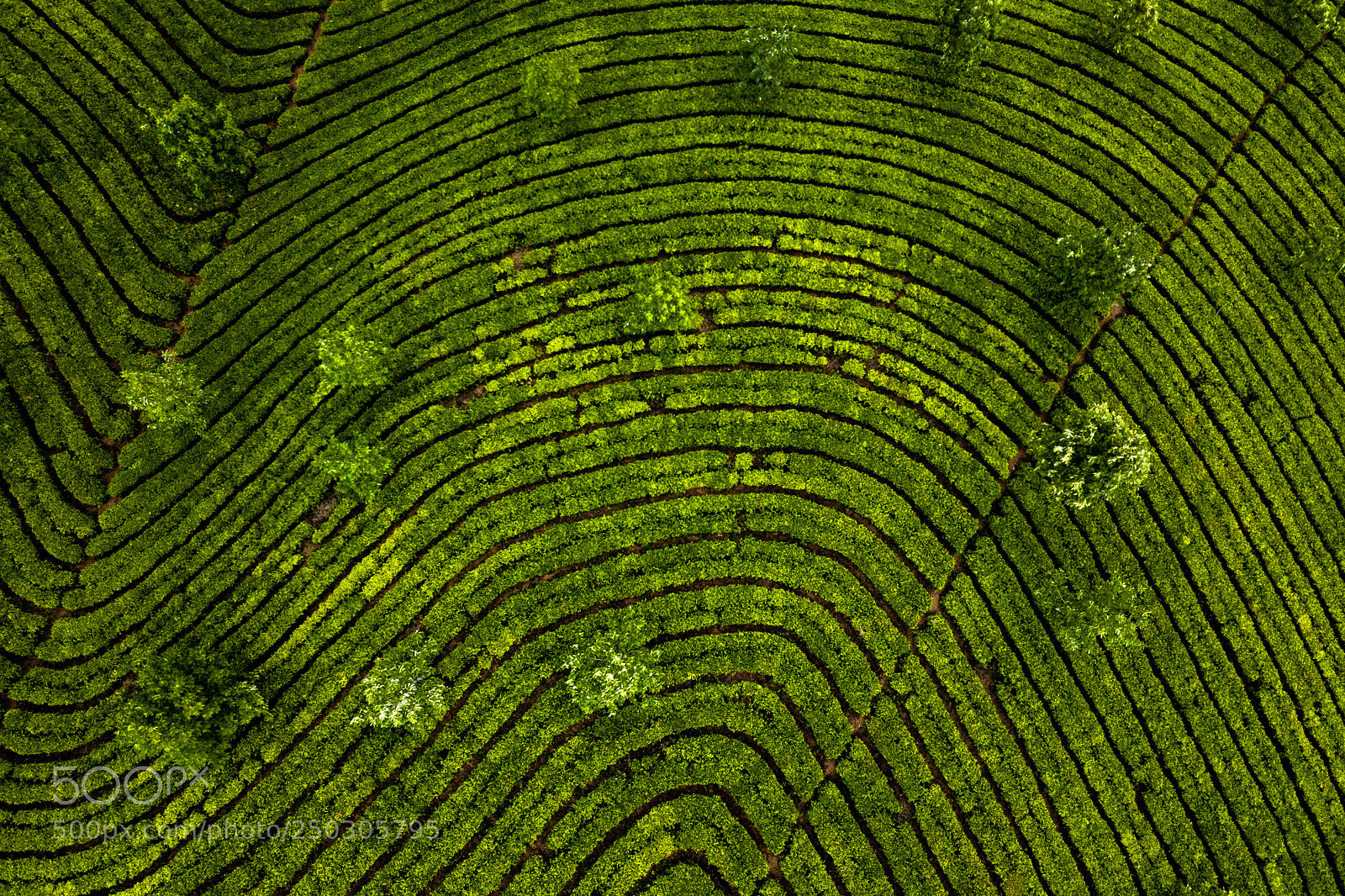 DJI FC220 sample photo. Tea plantation in munnar photography