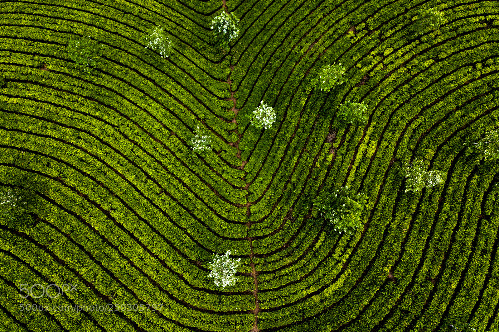DJI FC220 sample photo. Tea plantation in munnar photography