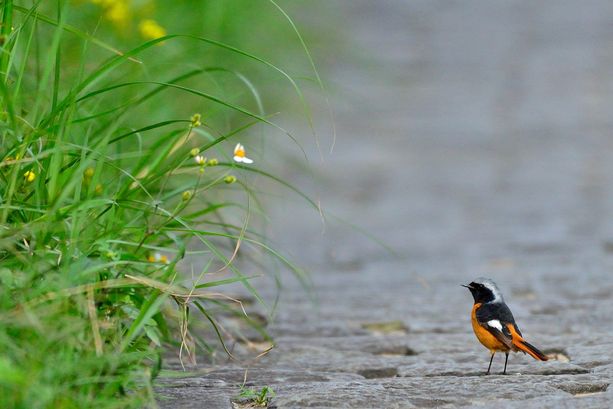 Nikon D610 + Nikon AF-S Nikkor 200-500mm F5.6E ED VR sample photo. Dsc photography