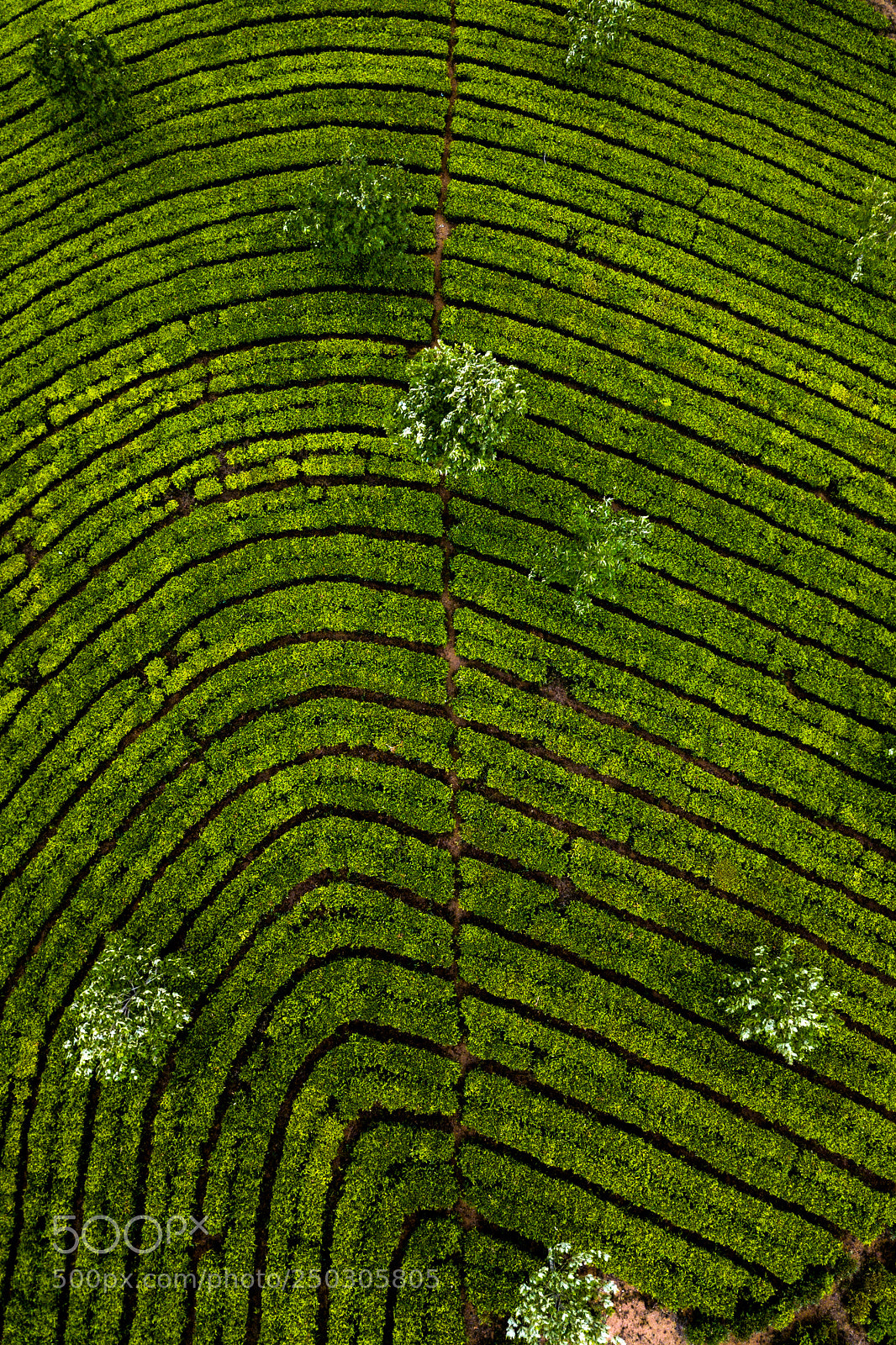 DJI FC220 sample photo. Tea plantation in munnar photography