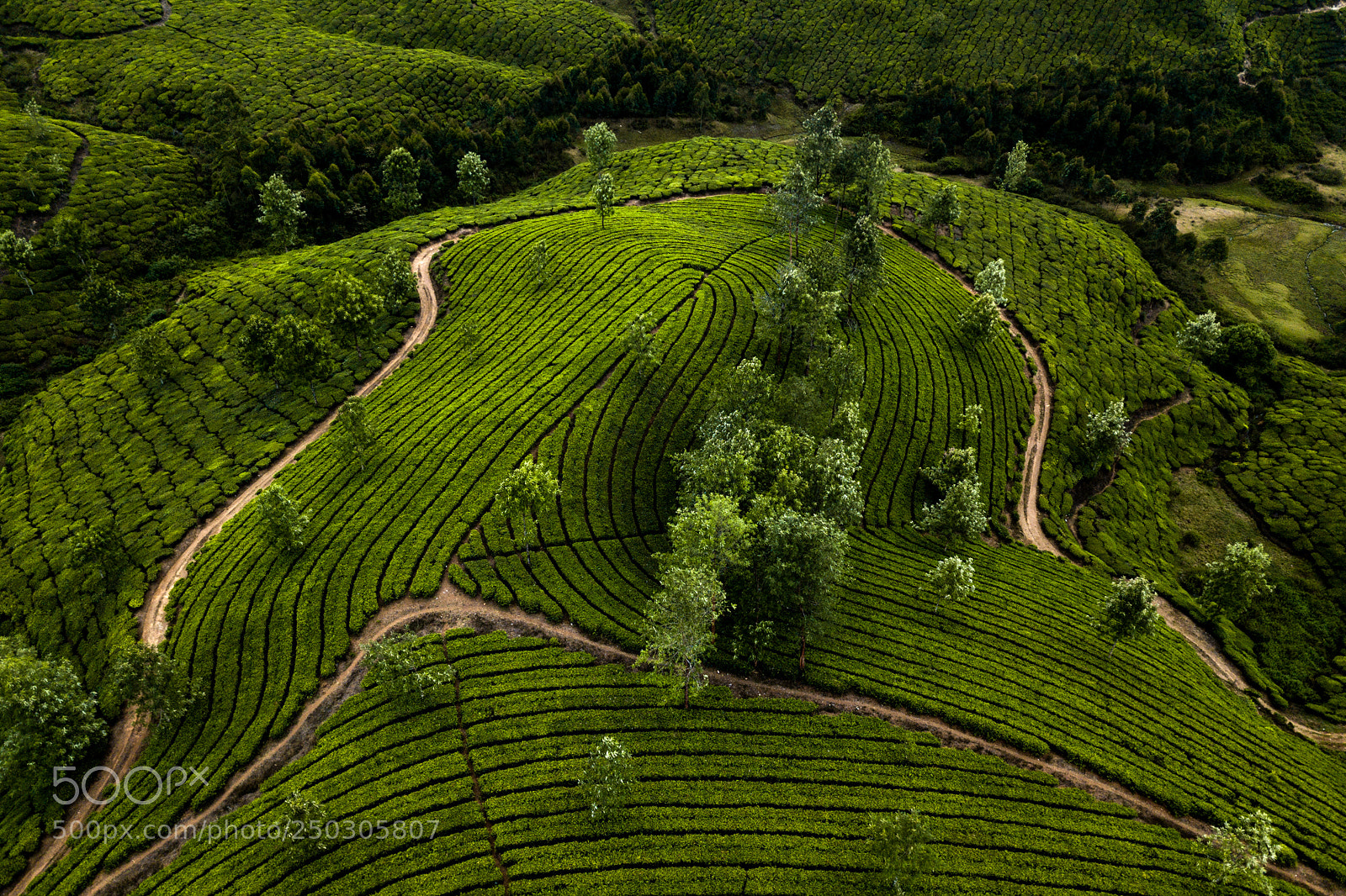 DJI FC220 sample photo. Tea plantation in munnar photography