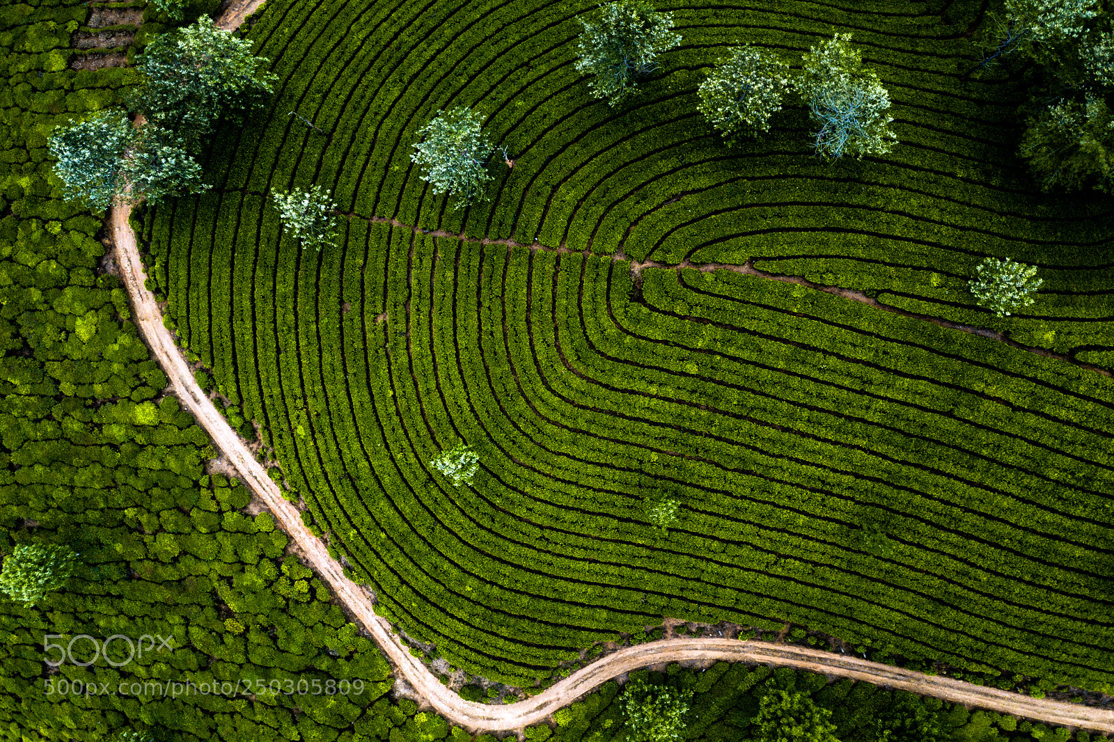 DJI FC220 sample photo. Tea plantation in munnar photography
