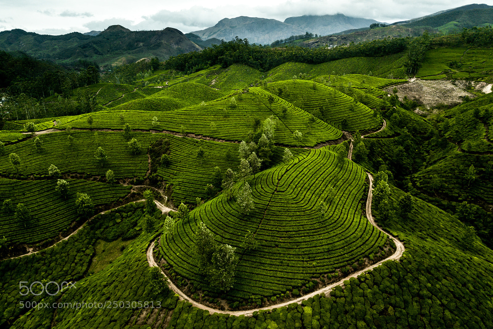 DJI FC220 sample photo. Tea plantation in munnar photography