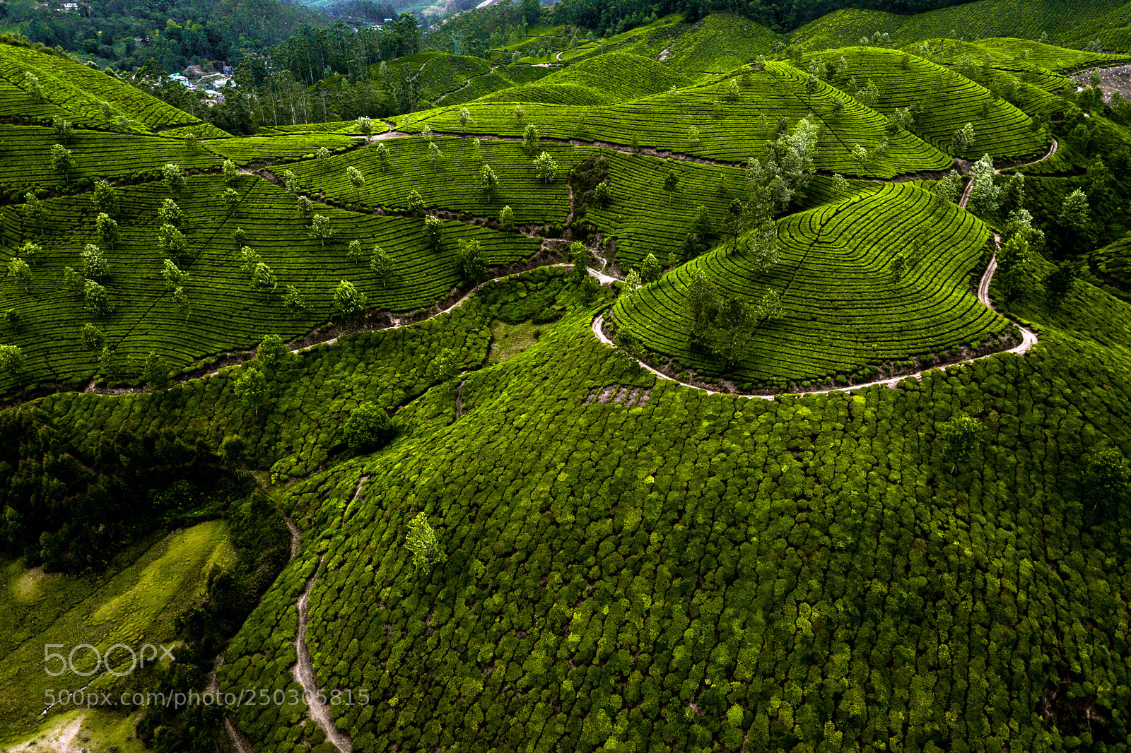 DJI FC220 sample photo. Tea plantation in munnar photography