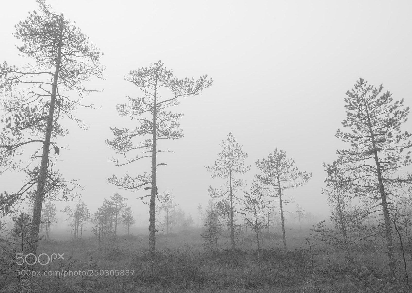 Nikon D810 sample photo. Untitled photography