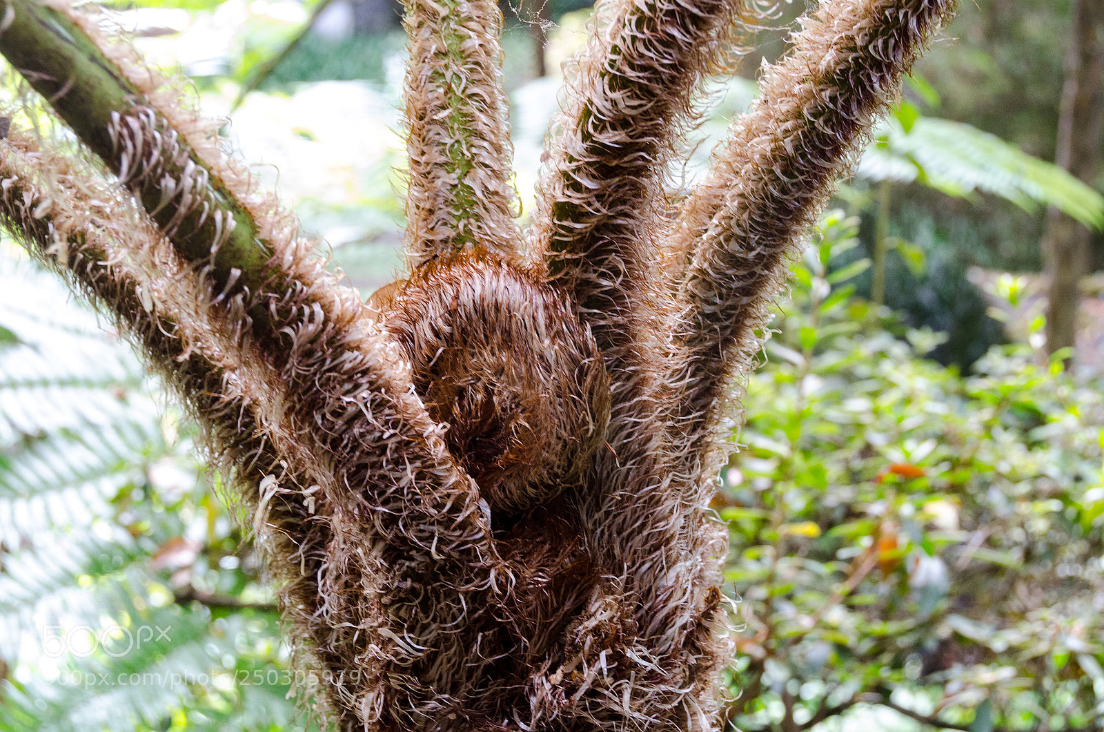 Nikon D7000 sample photo. Jurassic park photography