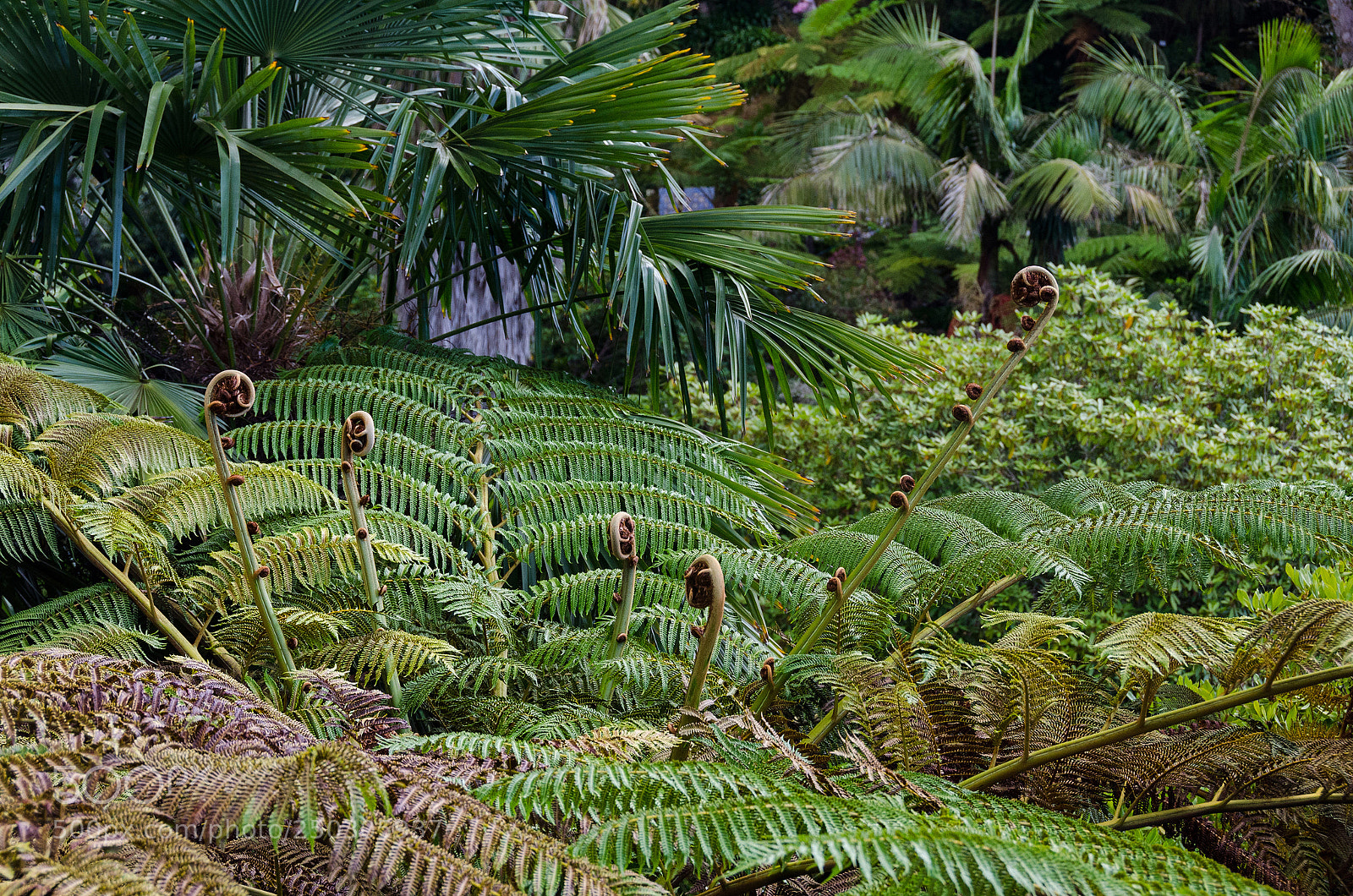 Nikon D7000 sample photo. Jurassic park photography