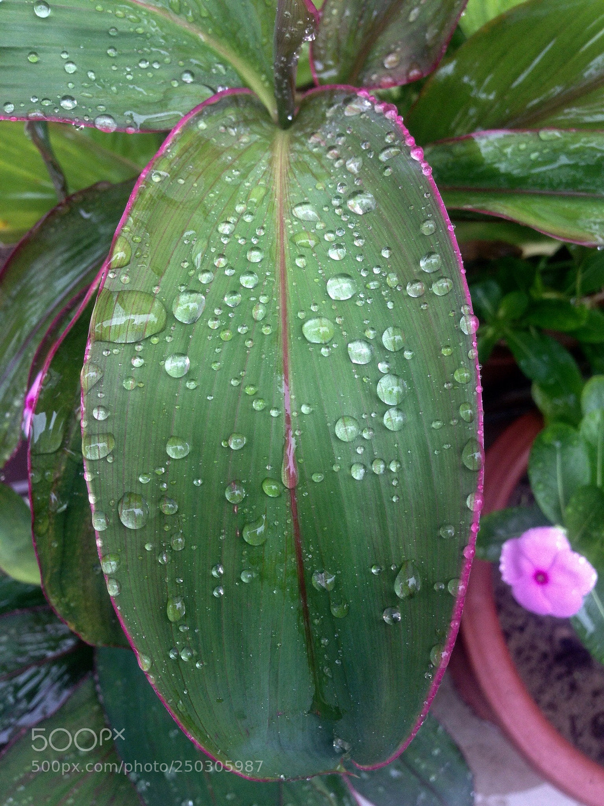 Apple iPhone 5 sample photo. Save water photo from photography