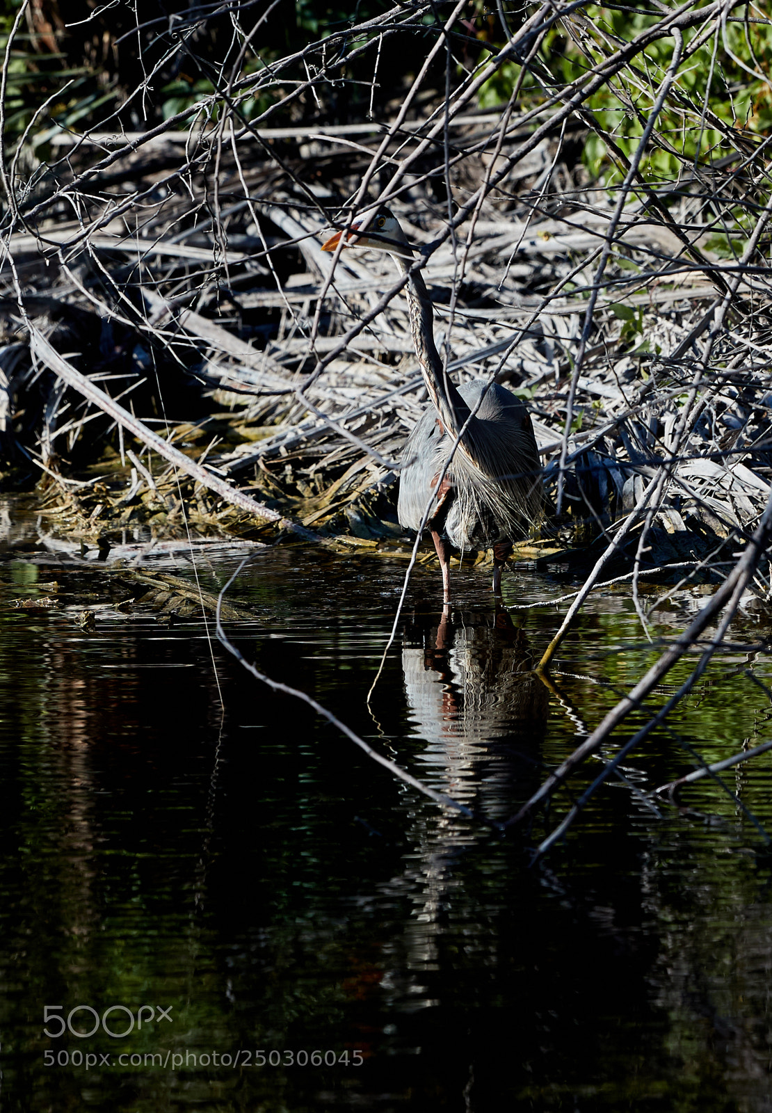 Canon EOS-1D X Mark II sample photo. 03-22-18-0008810.jpg photography