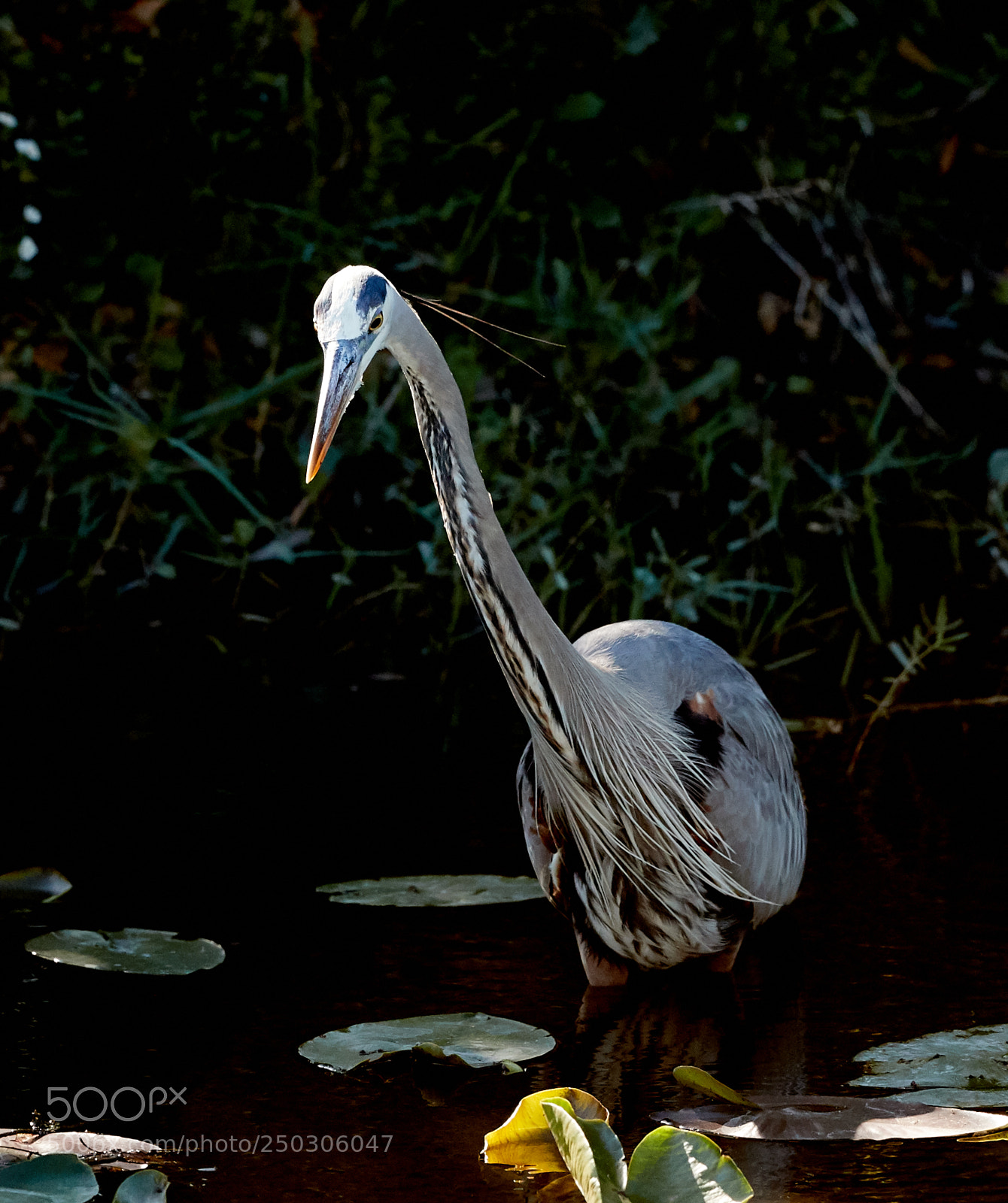 Canon EOS-1D X Mark II sample photo. 03-22-18-0008794.jpg photography