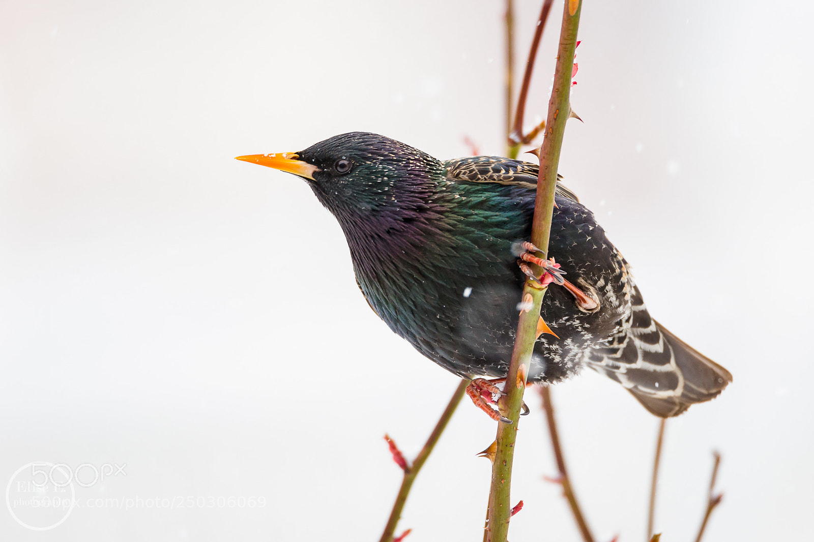 Canon EOS 6D Mark II sample photo. European starling photography