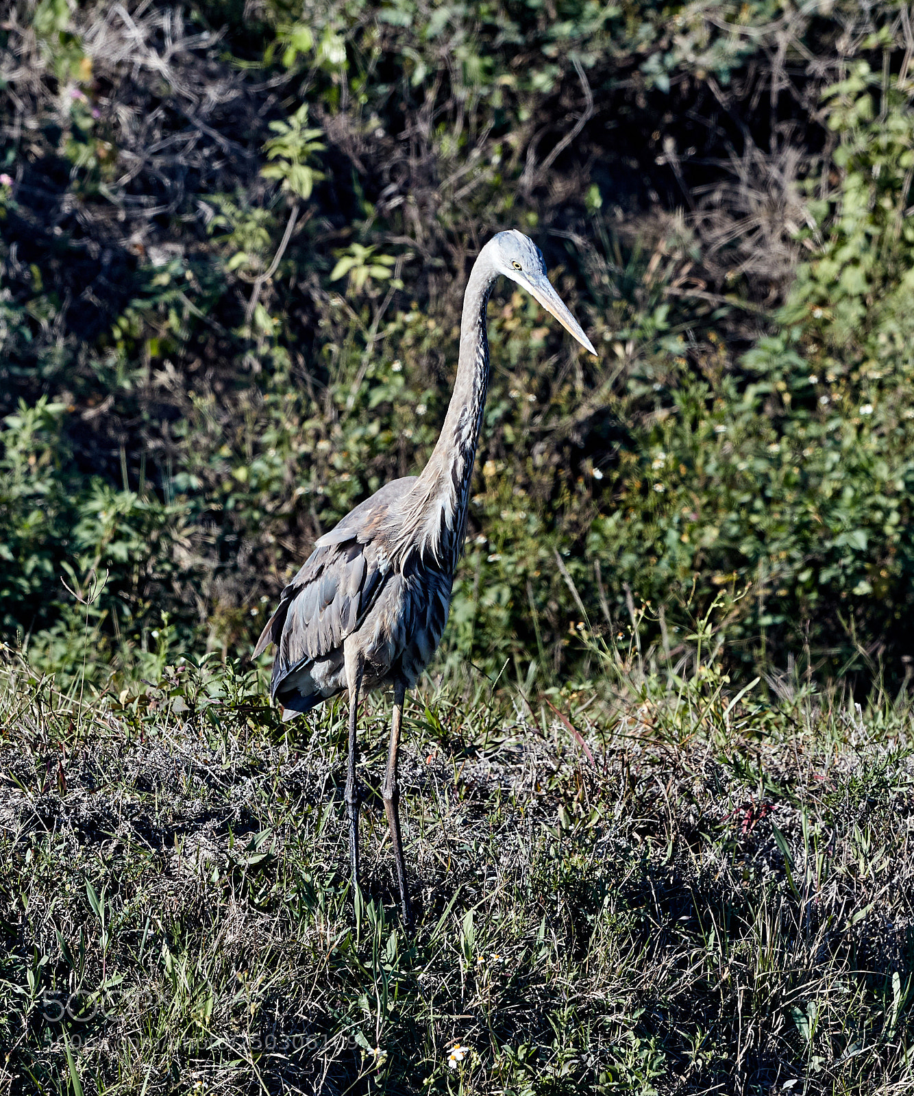 Canon EOS-1D X Mark II sample photo. 03-22-18-0008790.jpg photography