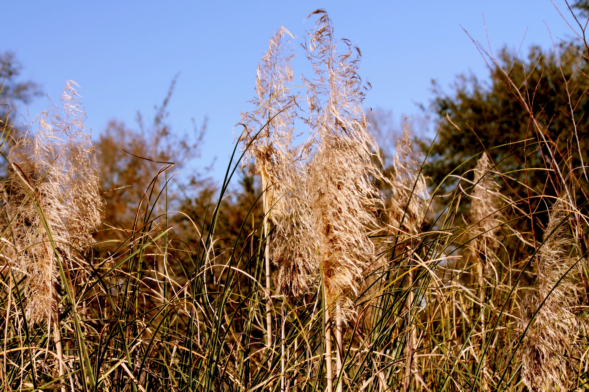 Canon EOS 1100D (EOS Rebel T3 / EOS Kiss X50) sample photo. The ornamental maiden grass photography