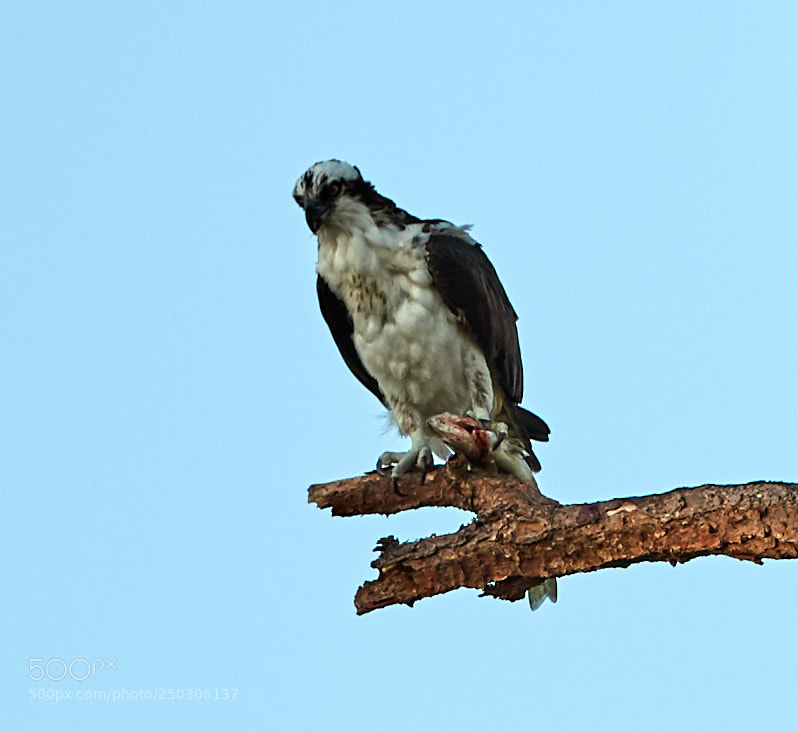 Canon EOS-1D X Mark II sample photo. 03-22-18-0008944.jpg photography