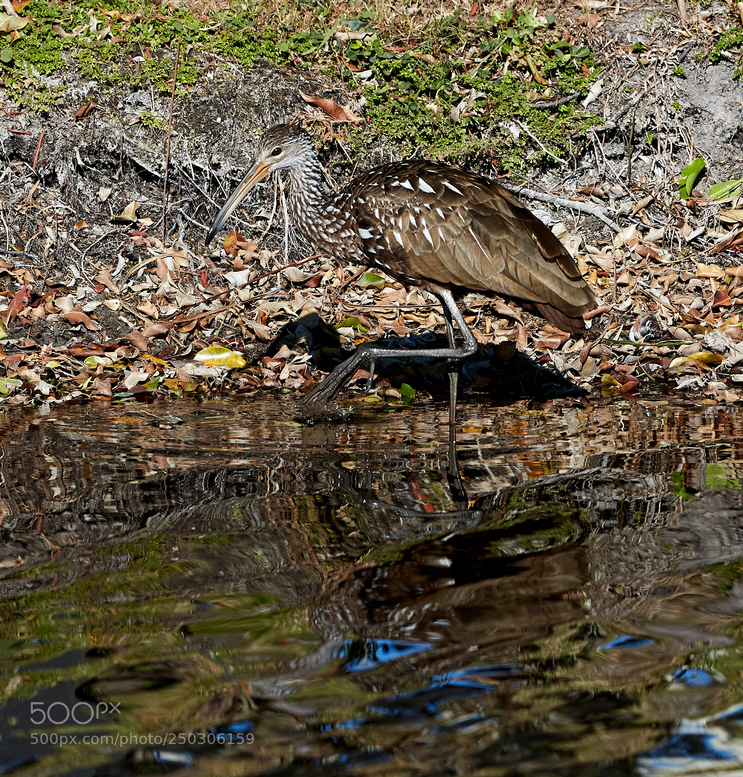 Canon EOS-1D X Mark II sample photo. 03-22-18-0008803.jpg photography