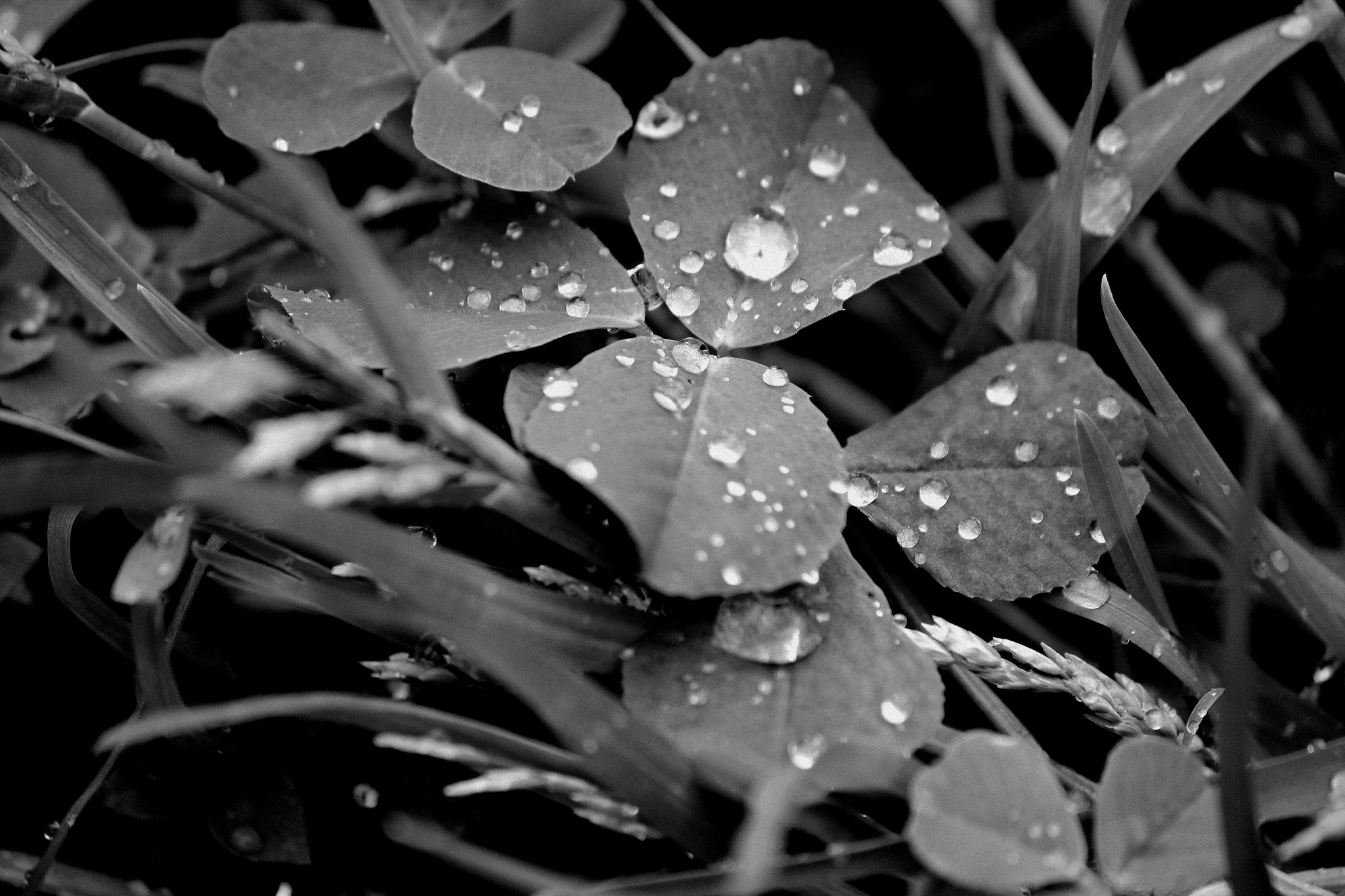 Canon EOS 1100D (EOS Rebel T3 / EOS Kiss X50) sample photo. A close up of clovers on a rainy day photography