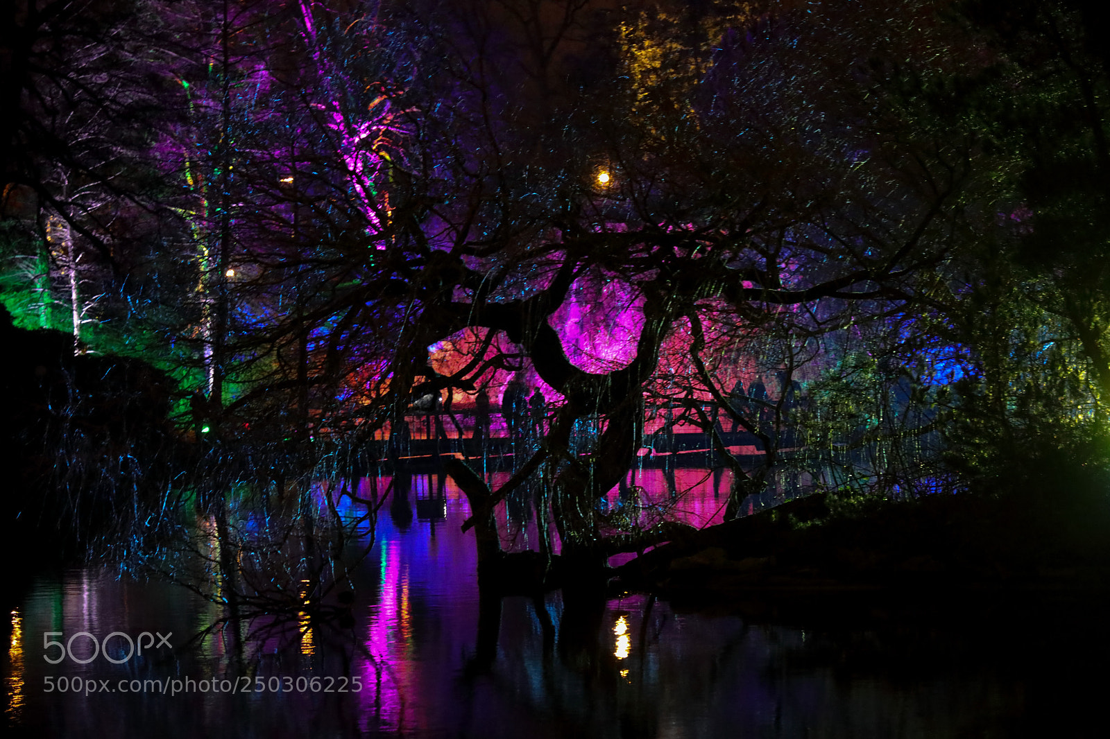Canon EOS 5D Mark IV sample photo. Winterlichter im palmengarten photography