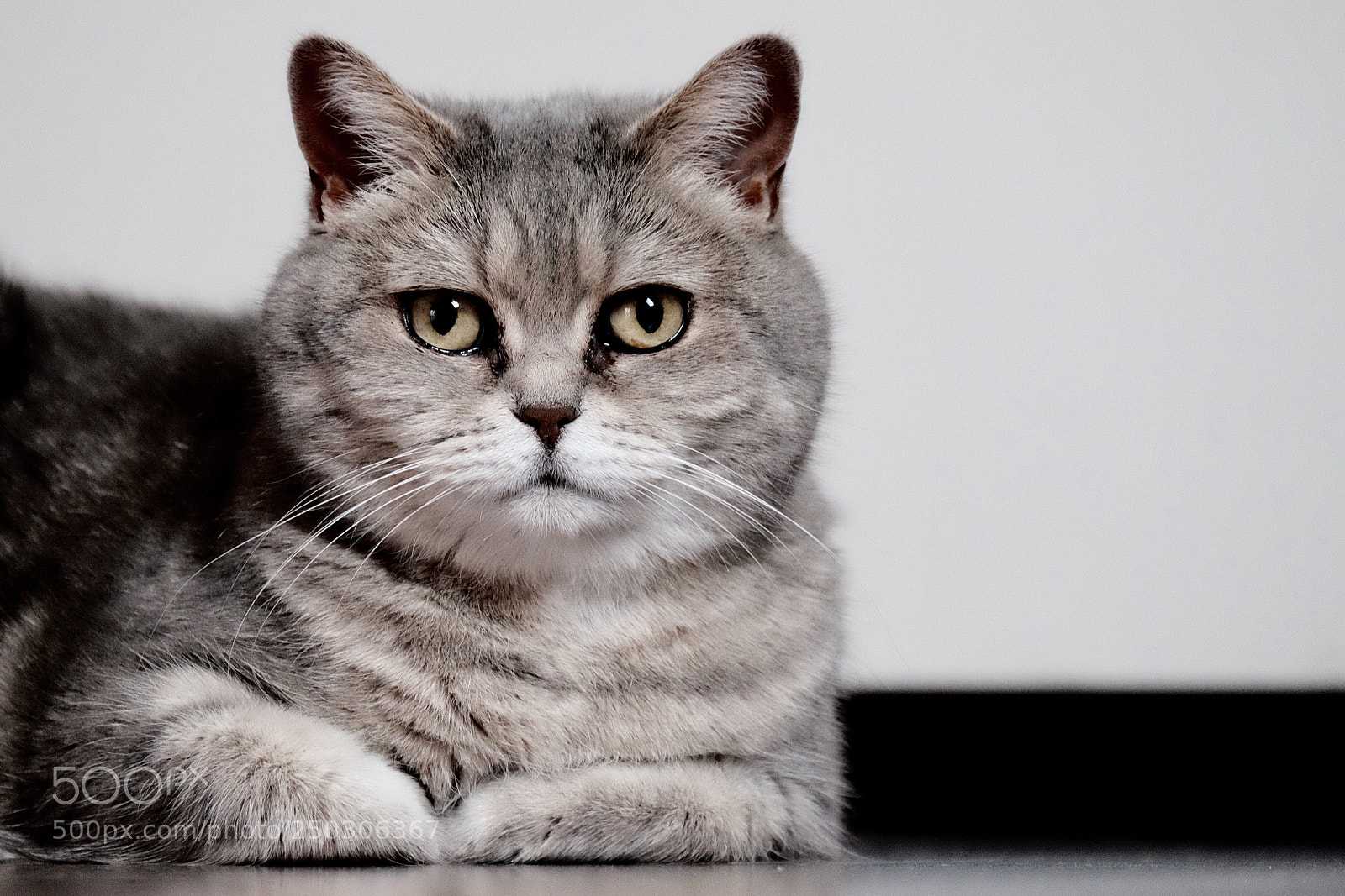Fujifilm X-T1 sample photo. Sally cat photography