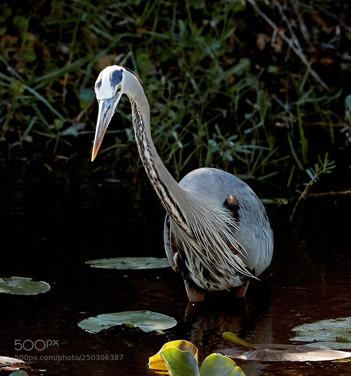 Canon EOS-1D X Mark II sample photo. 03-22-18-0008799.jpg photography