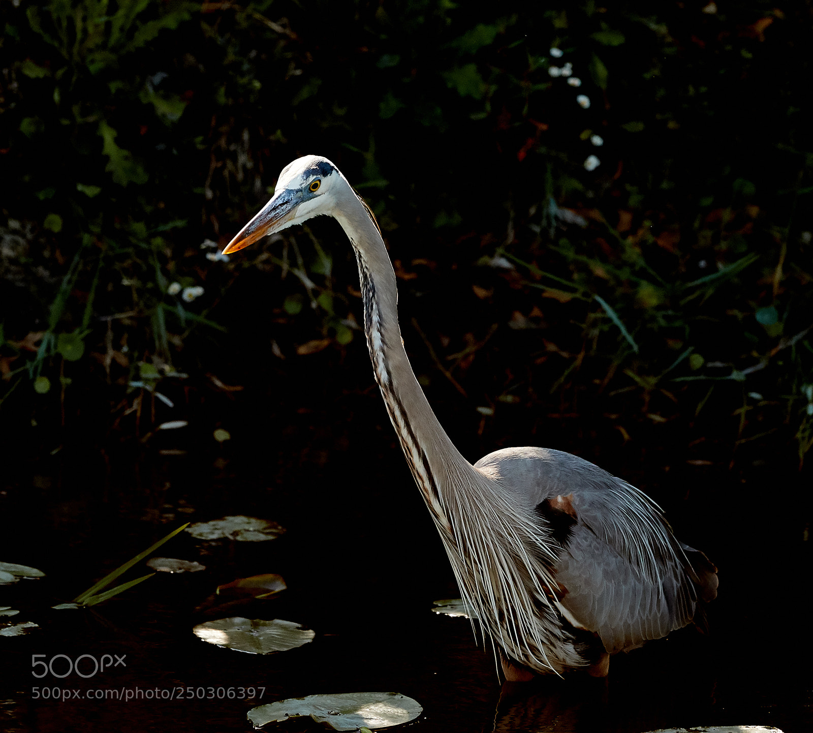 Canon EOS-1D X Mark II sample photo. 03-22-18-0008792.jpg photography