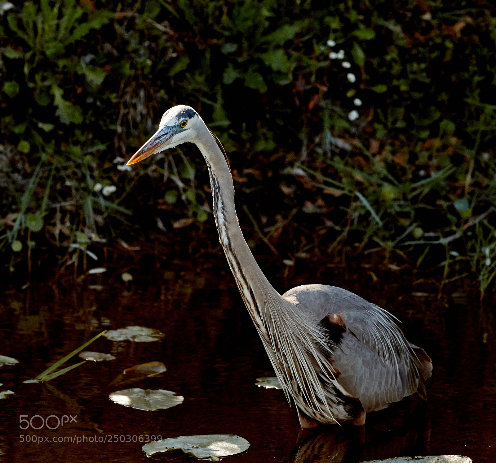 Canon EOS-1D X Mark II sample photo. 03-22-18-0008791.jpg photography