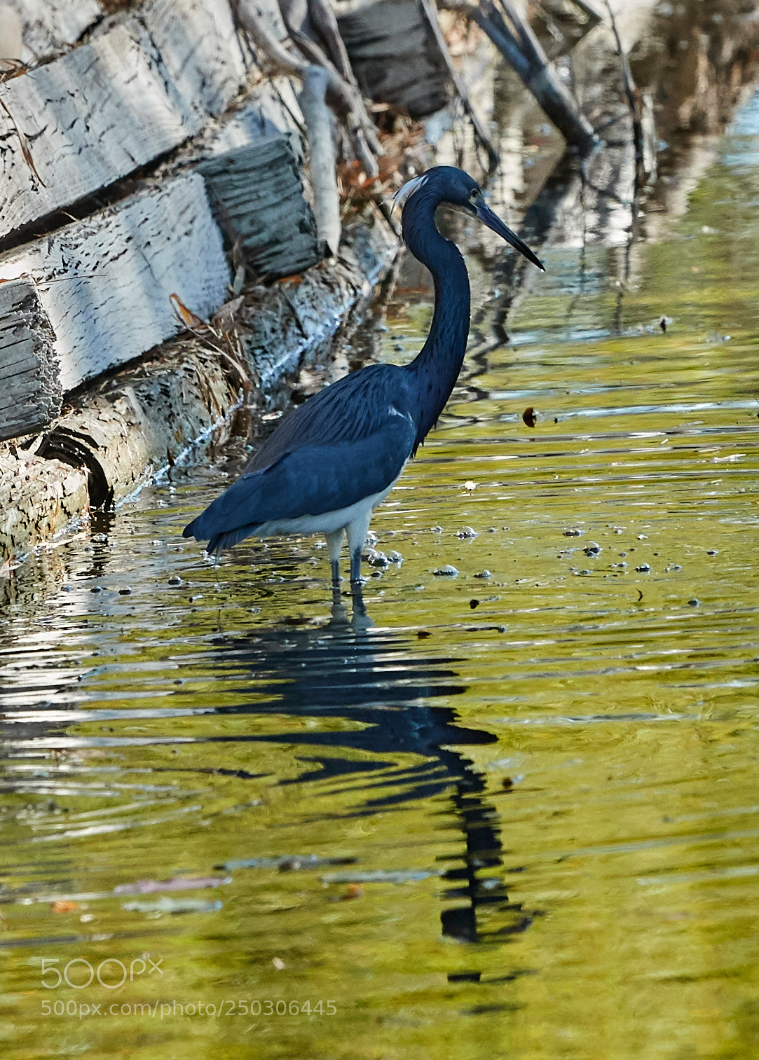 Canon EOS-1D X Mark II sample photo. 03-22-18-0008771.jpg photography