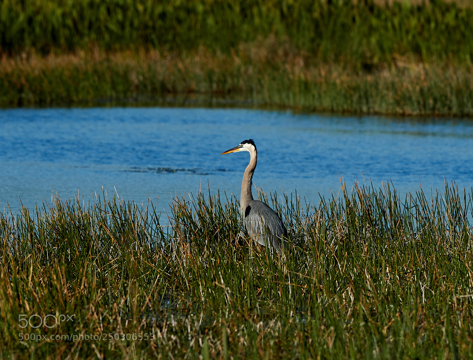Canon EOS-1D X Mark II sample photo. 03-22-18-0008885.jpg photography