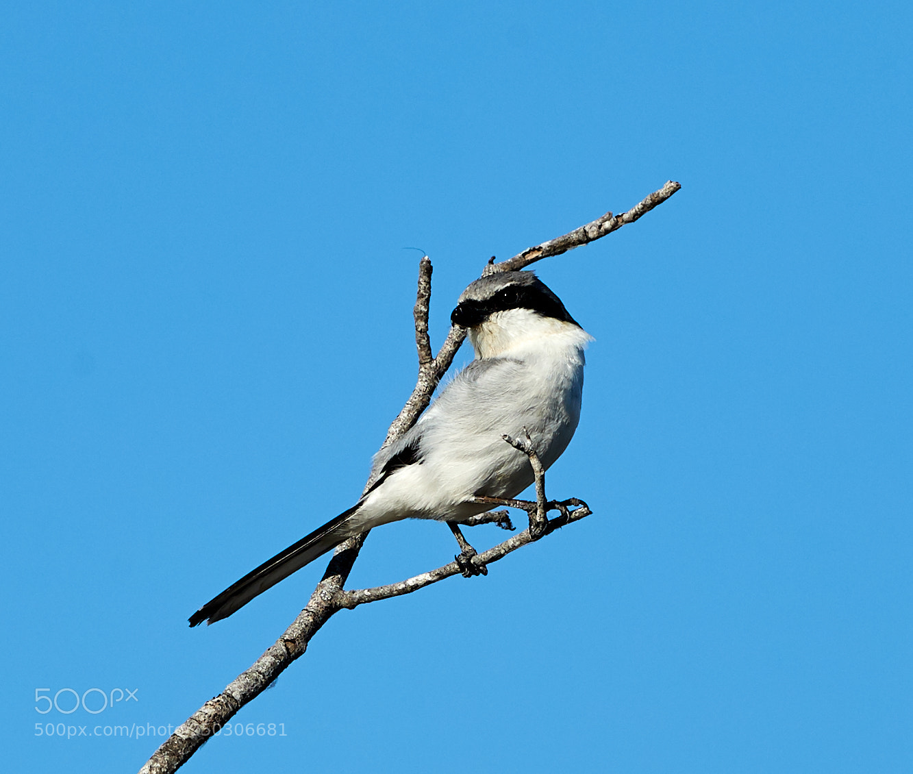 Canon EOS-1D X Mark II sample photo. 03-22-18-0008855.jpg photography