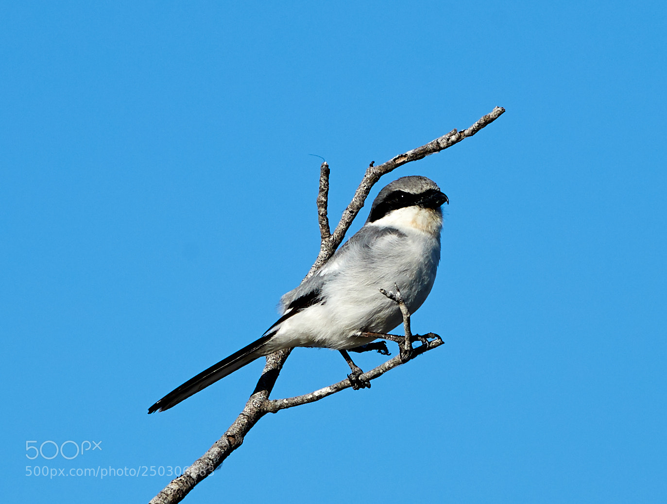 Canon EOS-1D X Mark II sample photo. 03-22-18-0008854.jpg photography