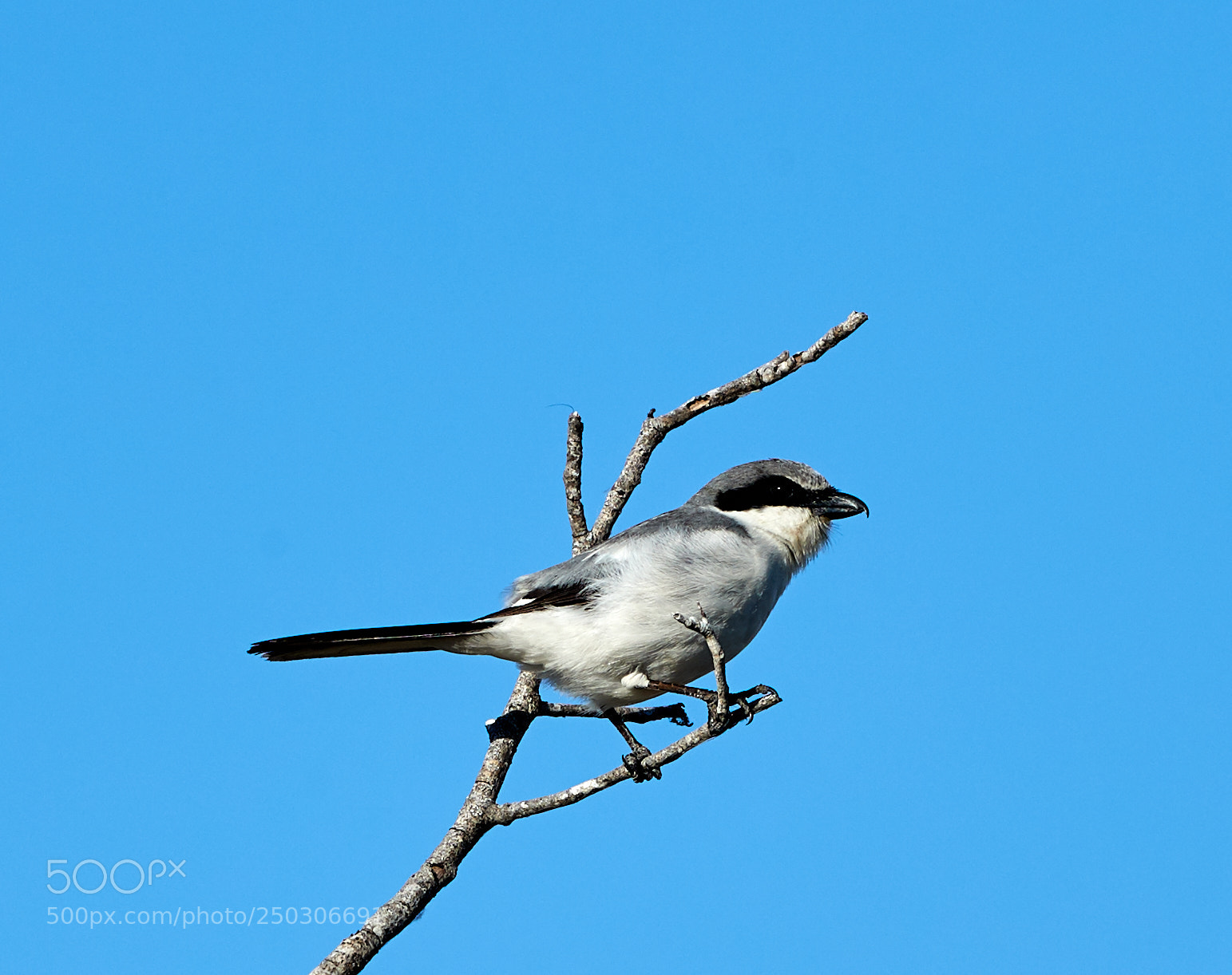 Canon EOS-1D X Mark II sample photo. 03-22-18-0008853.jpg photography