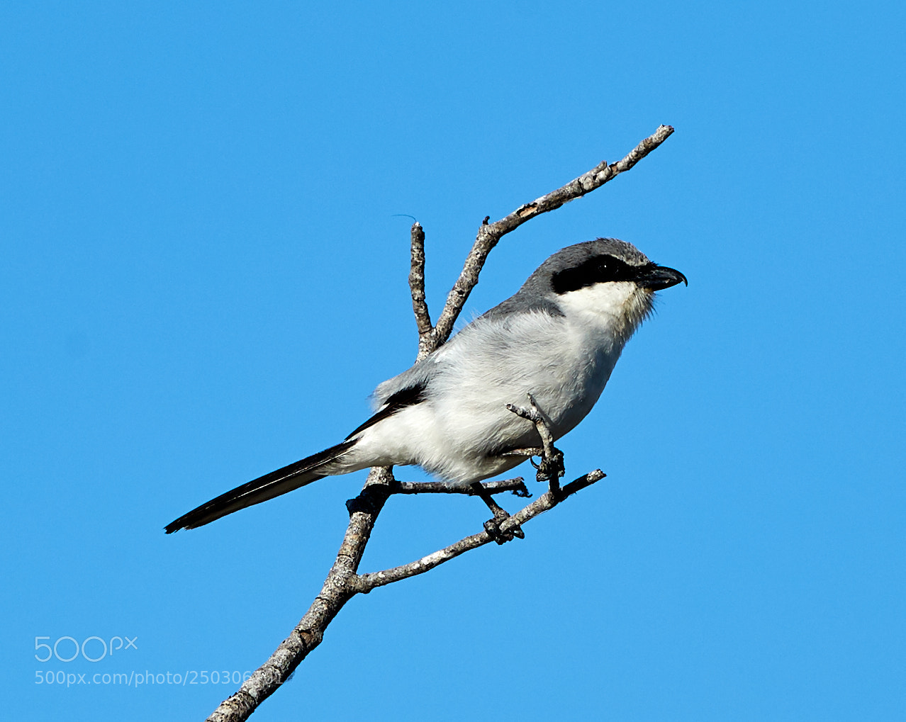 Canon EOS-1D X Mark II sample photo. 03-22-18-0008851.jpg photography