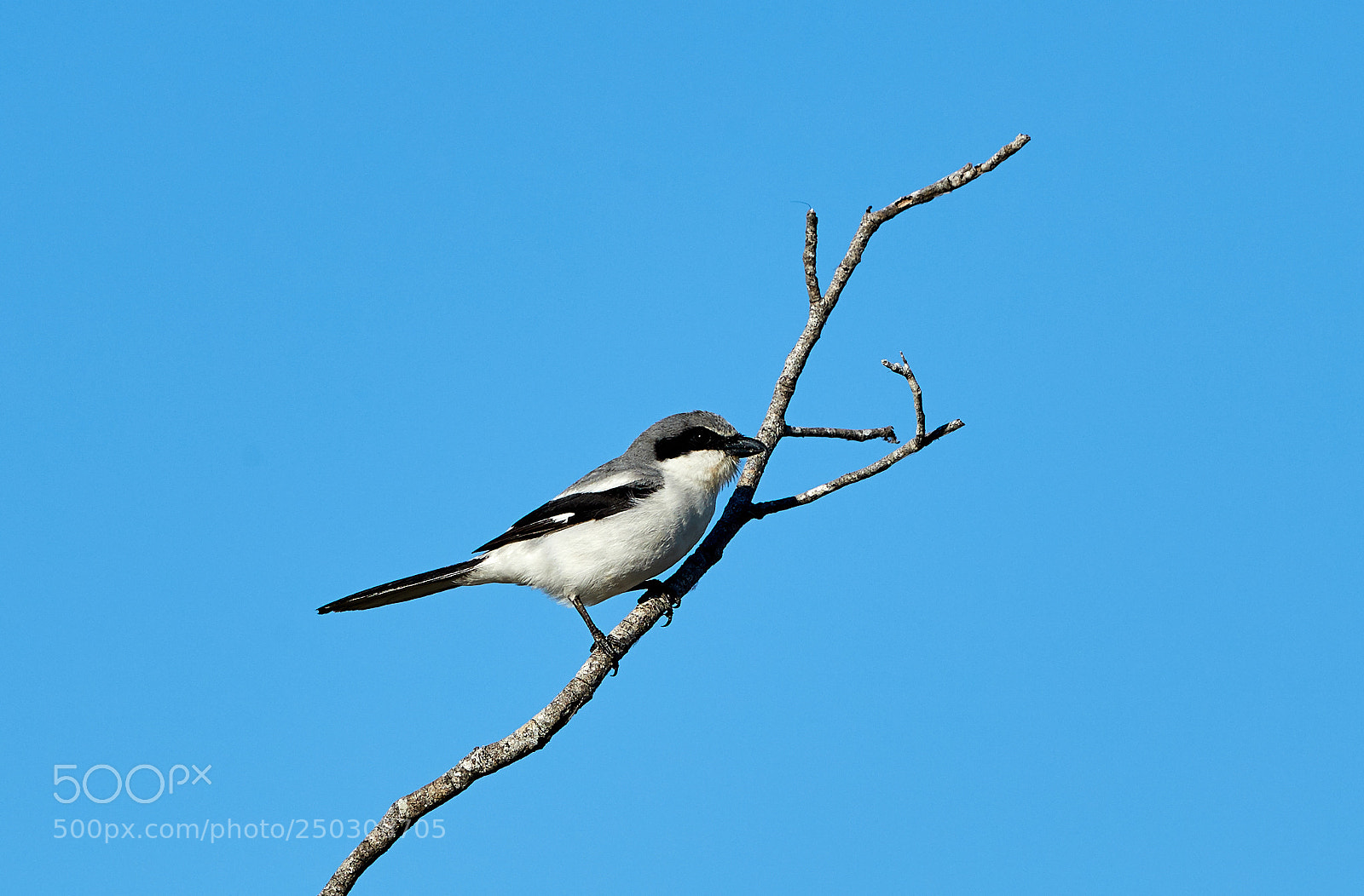 Canon EOS-1D X Mark II sample photo. 03-22-18-0008850.jpg photography