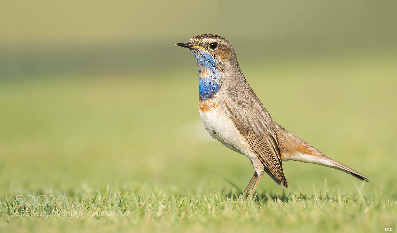 Nikon D7200 sample photo. Blue throat luscinia svecica photography