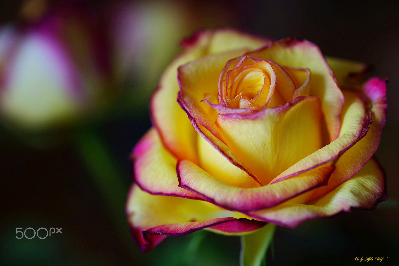 Pentax smc D-FA 100mm F2.8 Macro WR sample photo. Rose photography