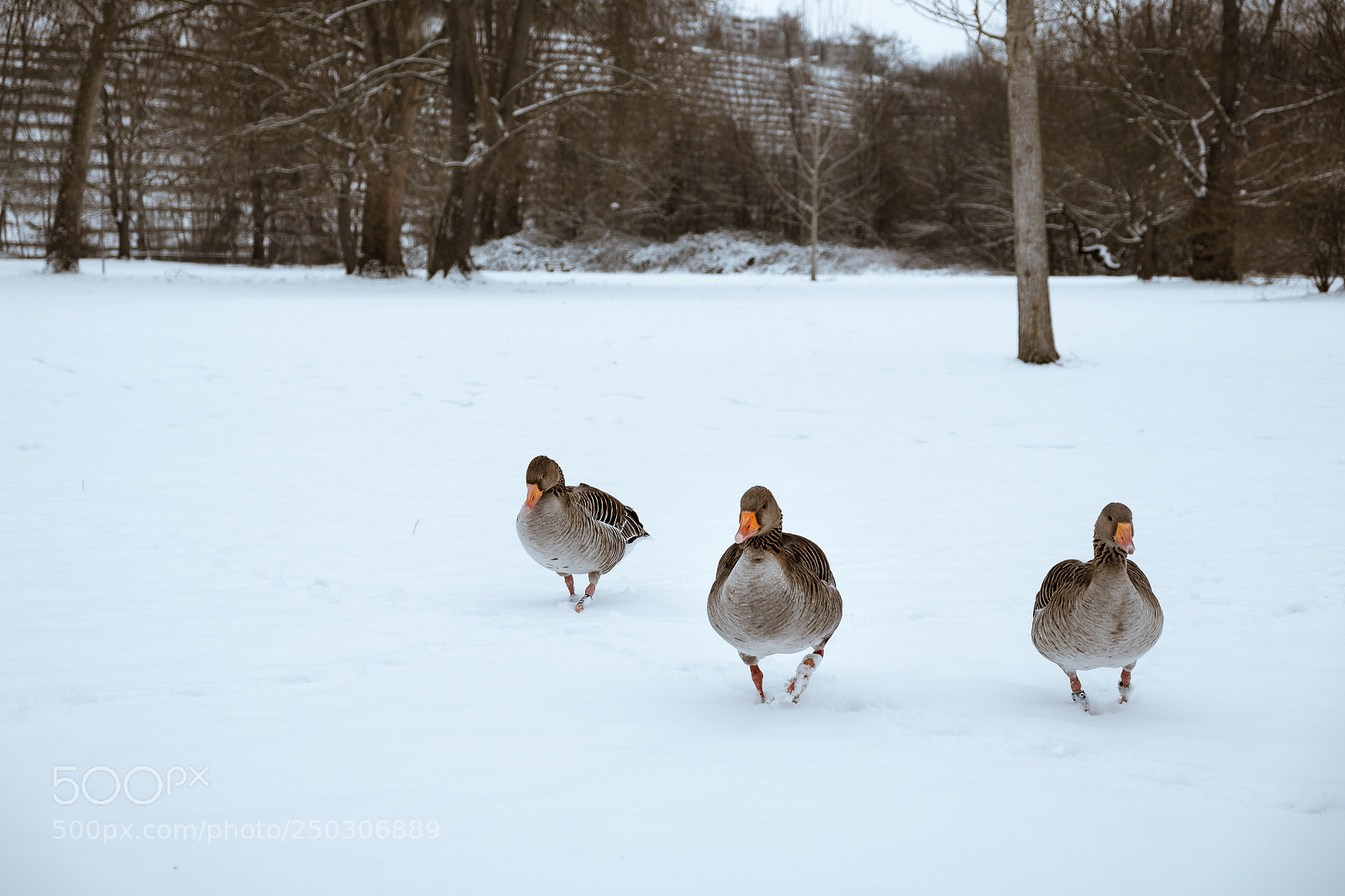 Fujifilm X-T20 sample photo. Gang of three photography