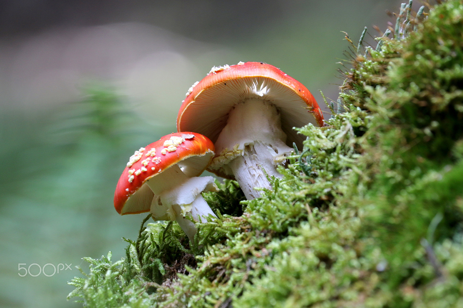 Canon EF-S 55-250mm F4-5.6 IS STM sample photo. Amanita muscaria photography