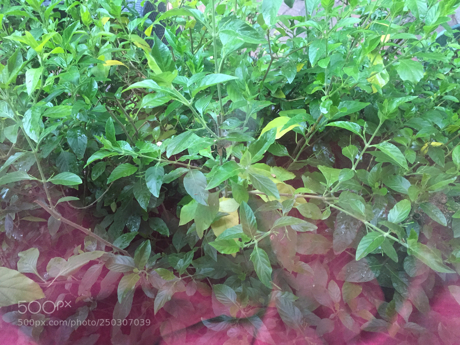 Apple iPhone 6 sample photo. First spring rain  photography