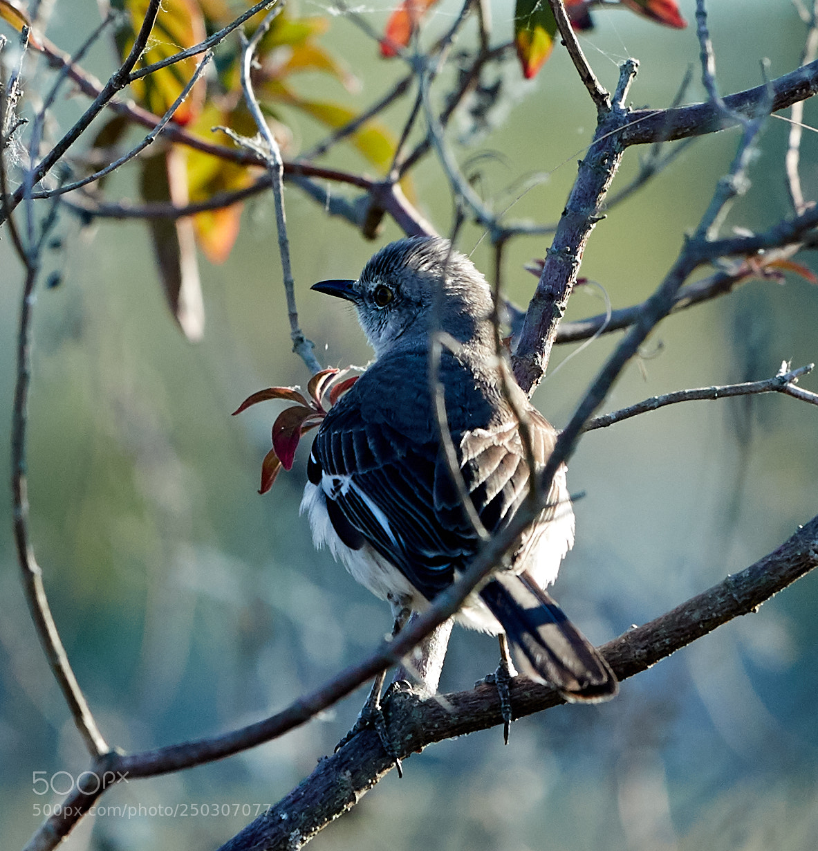 Canon EOS-1D X Mark II sample photo. 03-22-18-0008859.jpg photography