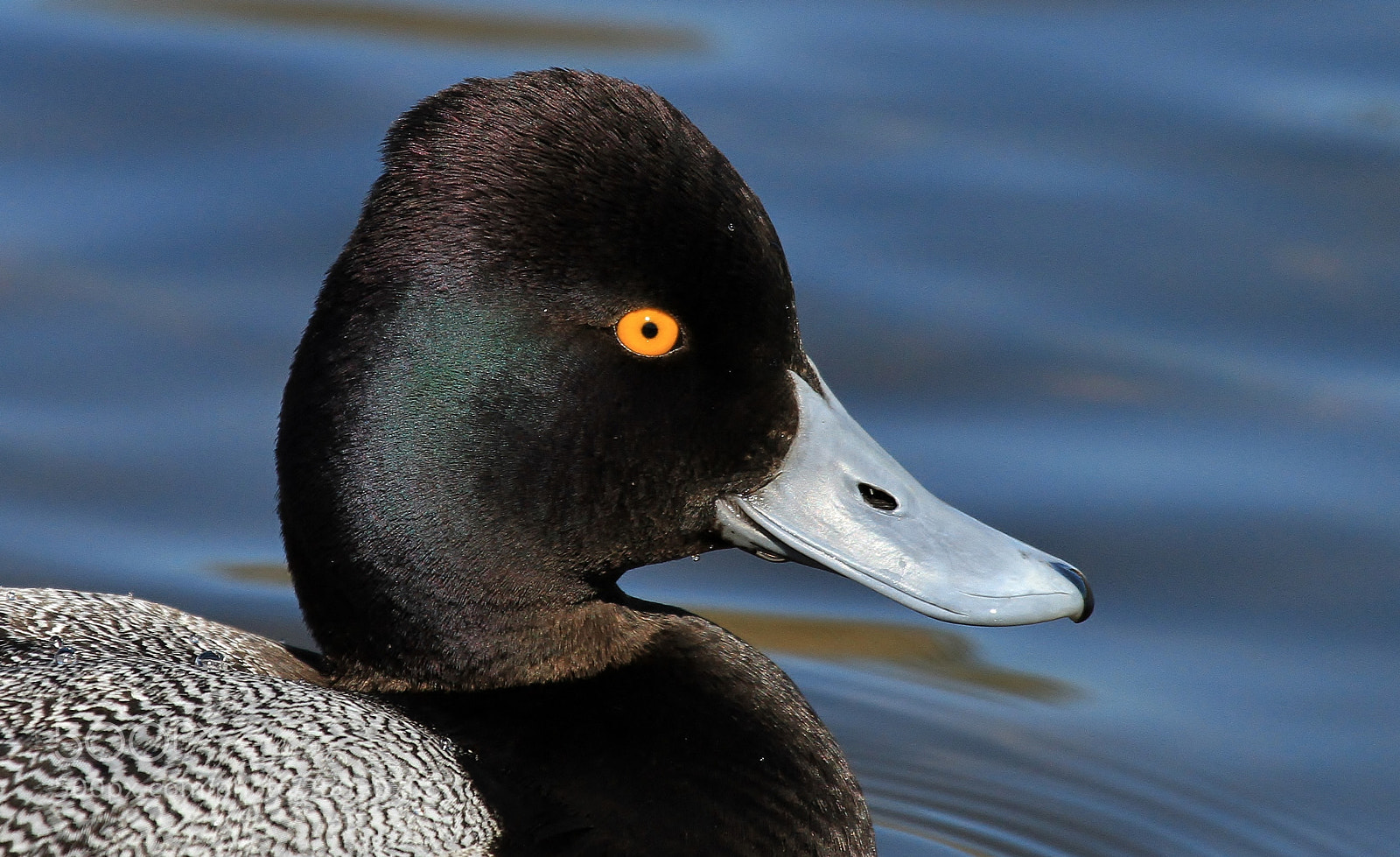 Canon EOS 7D sample photo. Handsome scaup photography