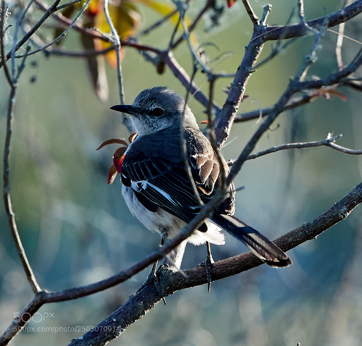 Canon EOS-1D X Mark II sample photo. 03-22-18-0008858.jpg photography