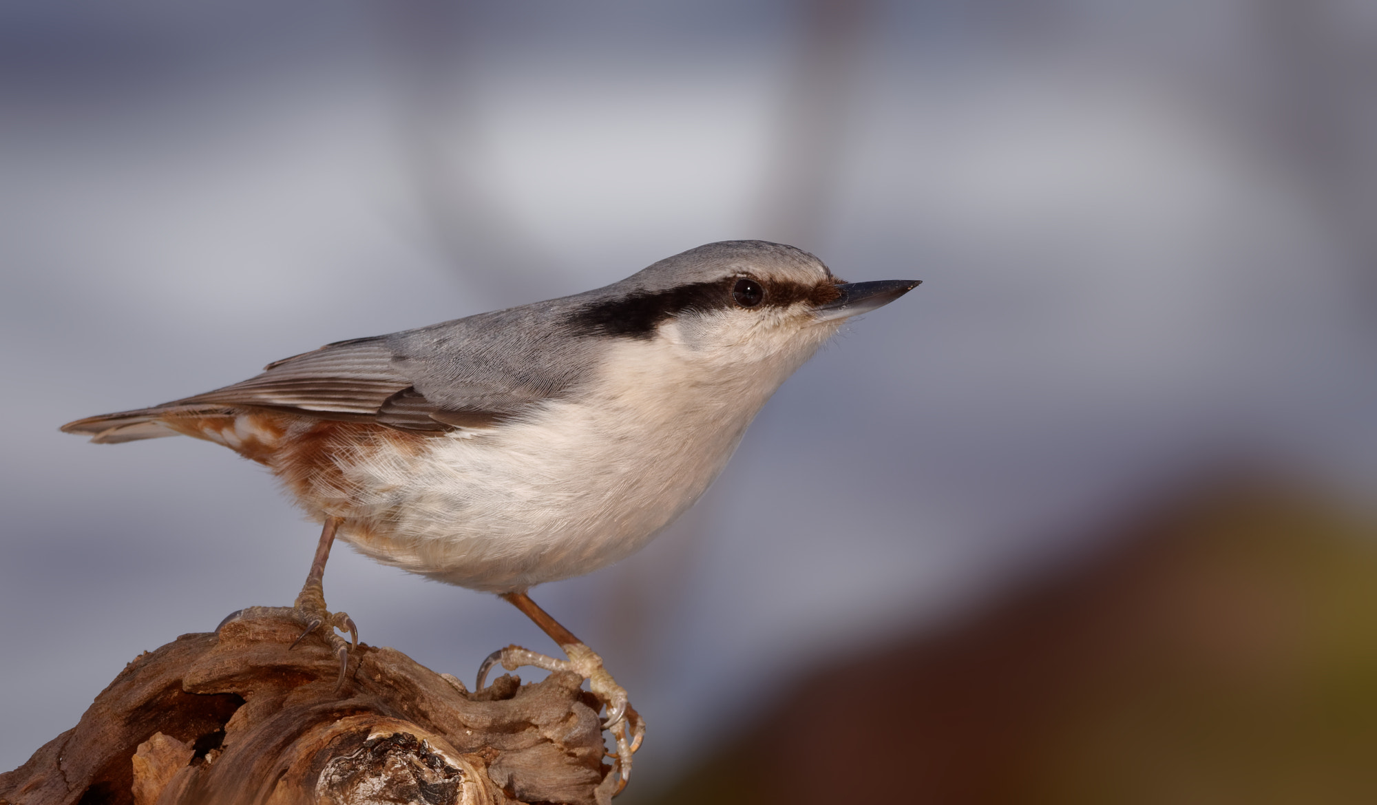 Nikon D5600 + Sigma 150-600mm F5-6.3 DG OS HSM | C sample photo. Eurasian nuthatch (sitta europaea) photography