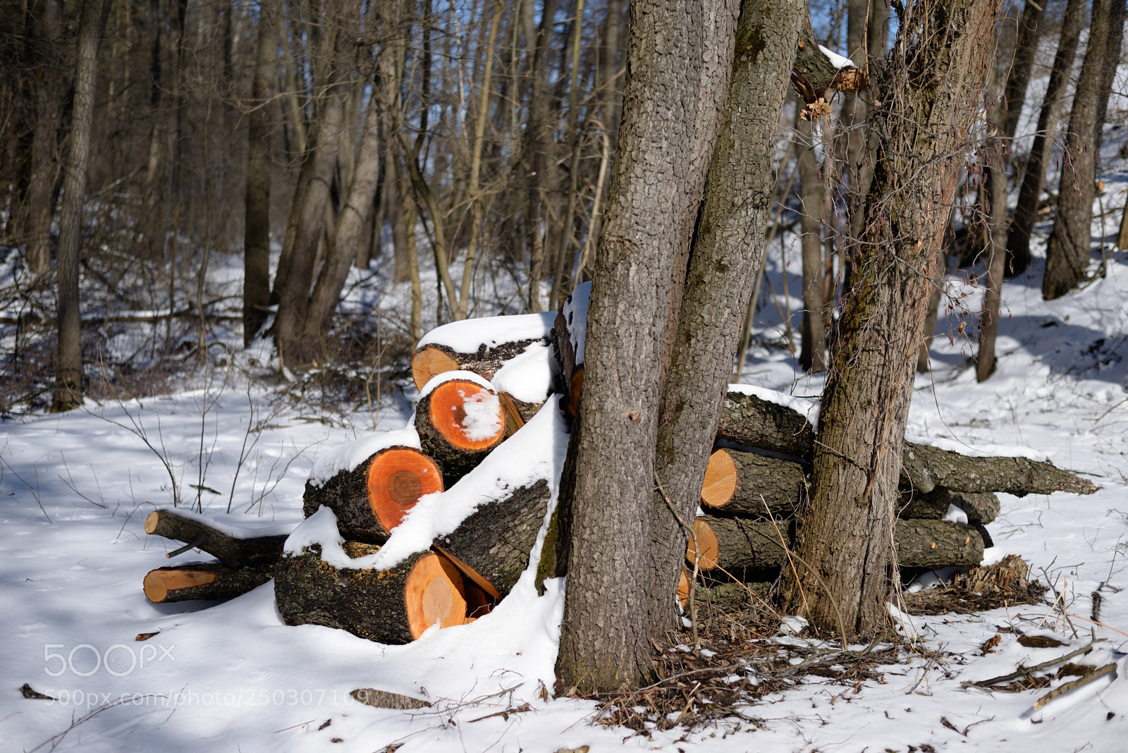 Nikon D610 sample photo. # # # photography